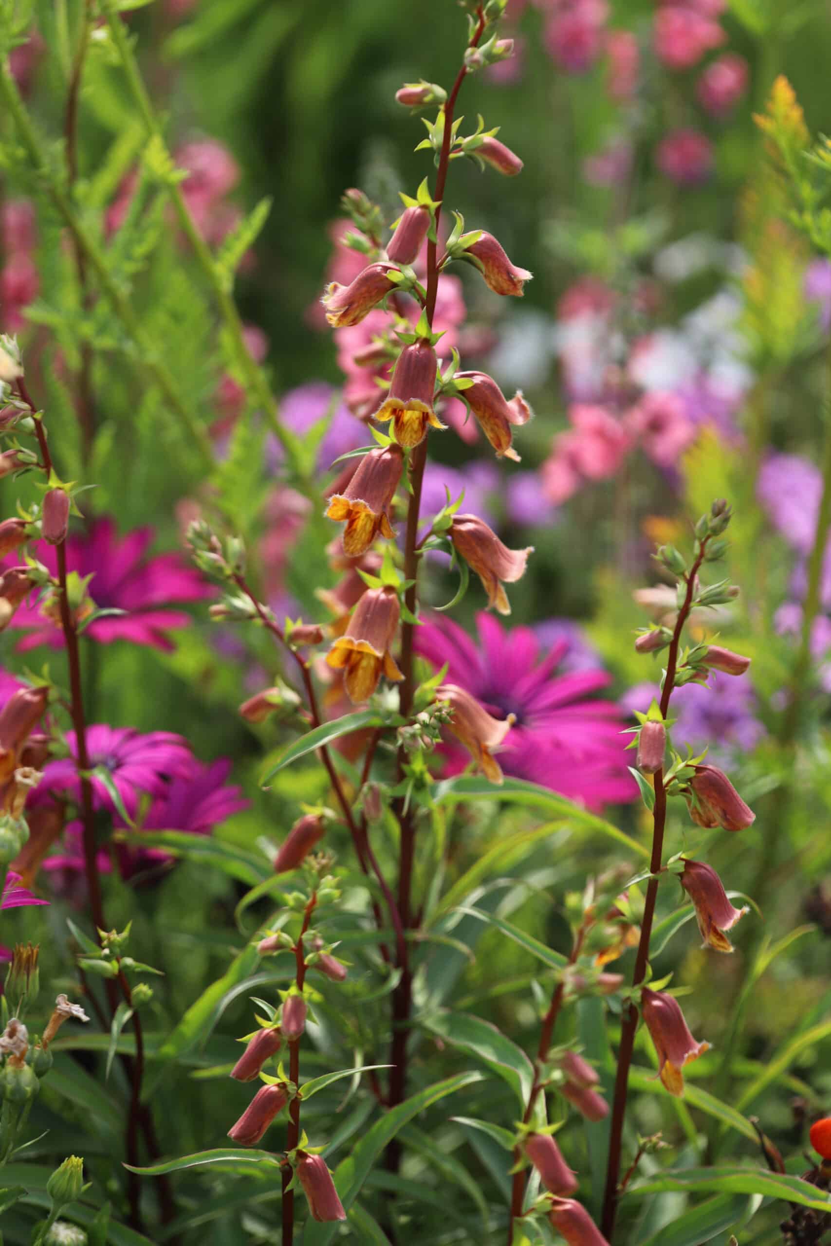 Digitalis obscura Sunset - Image 2