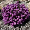 Aethionema warley rubra