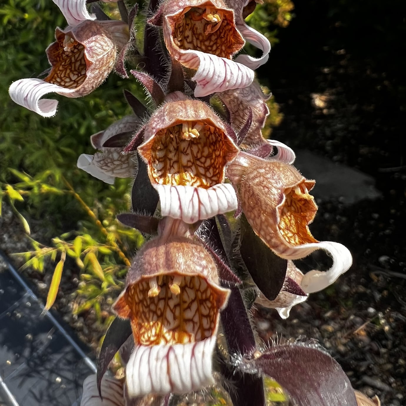 Digitalis lanata - Image 2