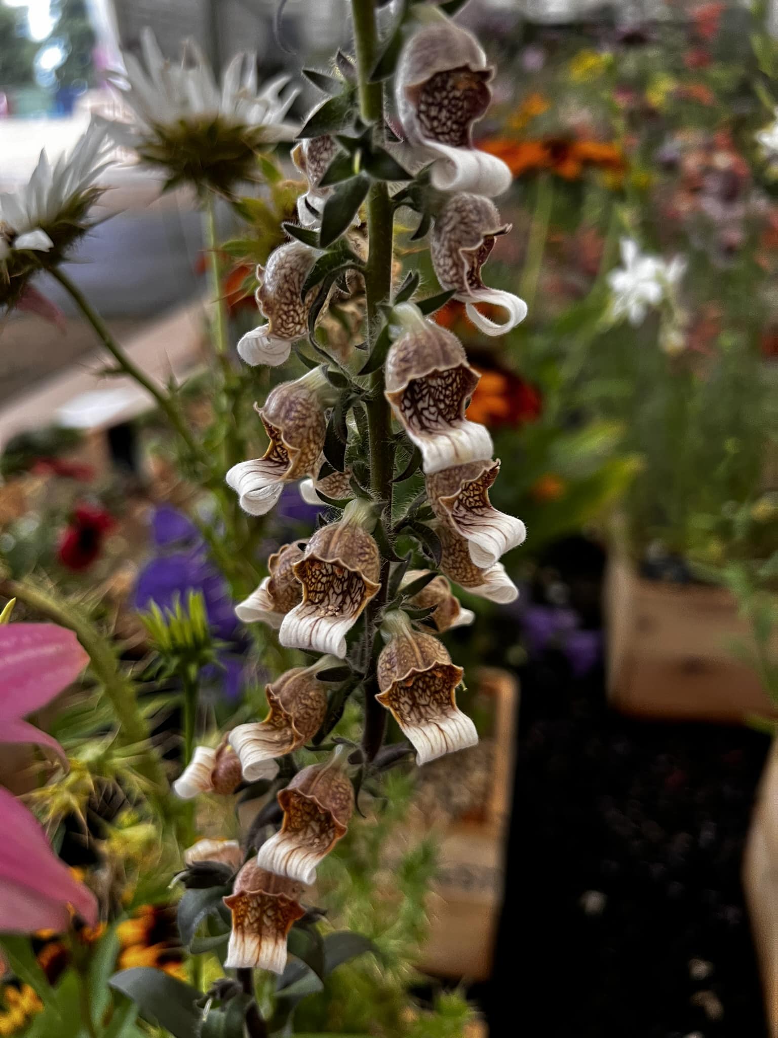 Digitalis lanata - Image 3