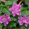 Erodium x variable 'Flore Pleno'