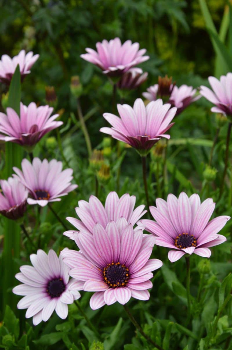 Osteospermum 'Sennen Sunrise' - D'arcy and Everest