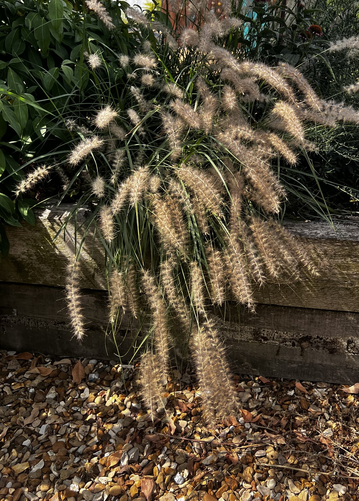 Pennisetum orientale AGM - Image 2