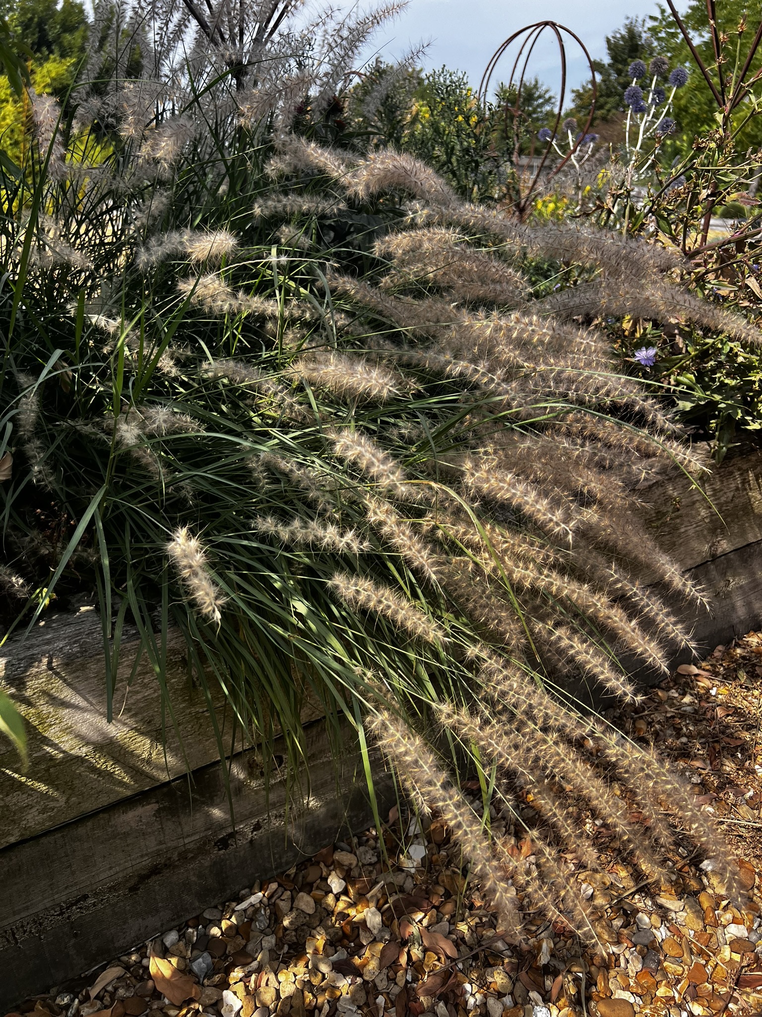 Pennisetum orientale AGM - Image 11