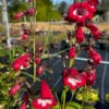 Penstemon Happy 'Jacqueline'