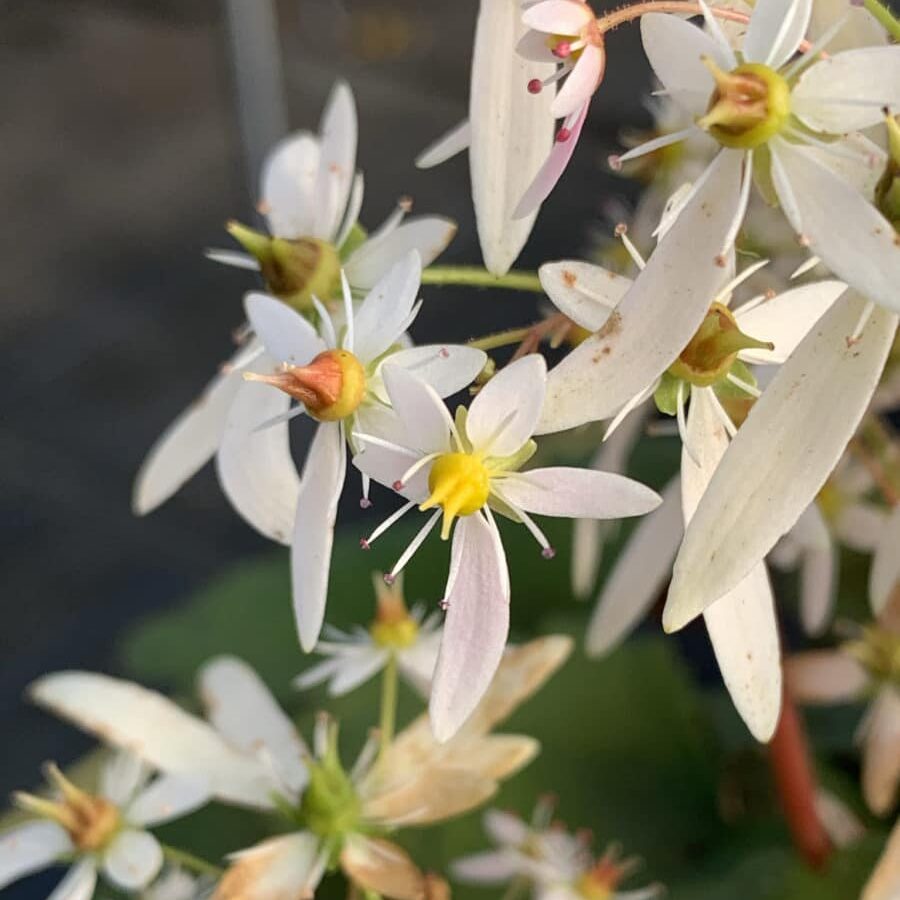 Saxifraga fortunei sybill trelawney