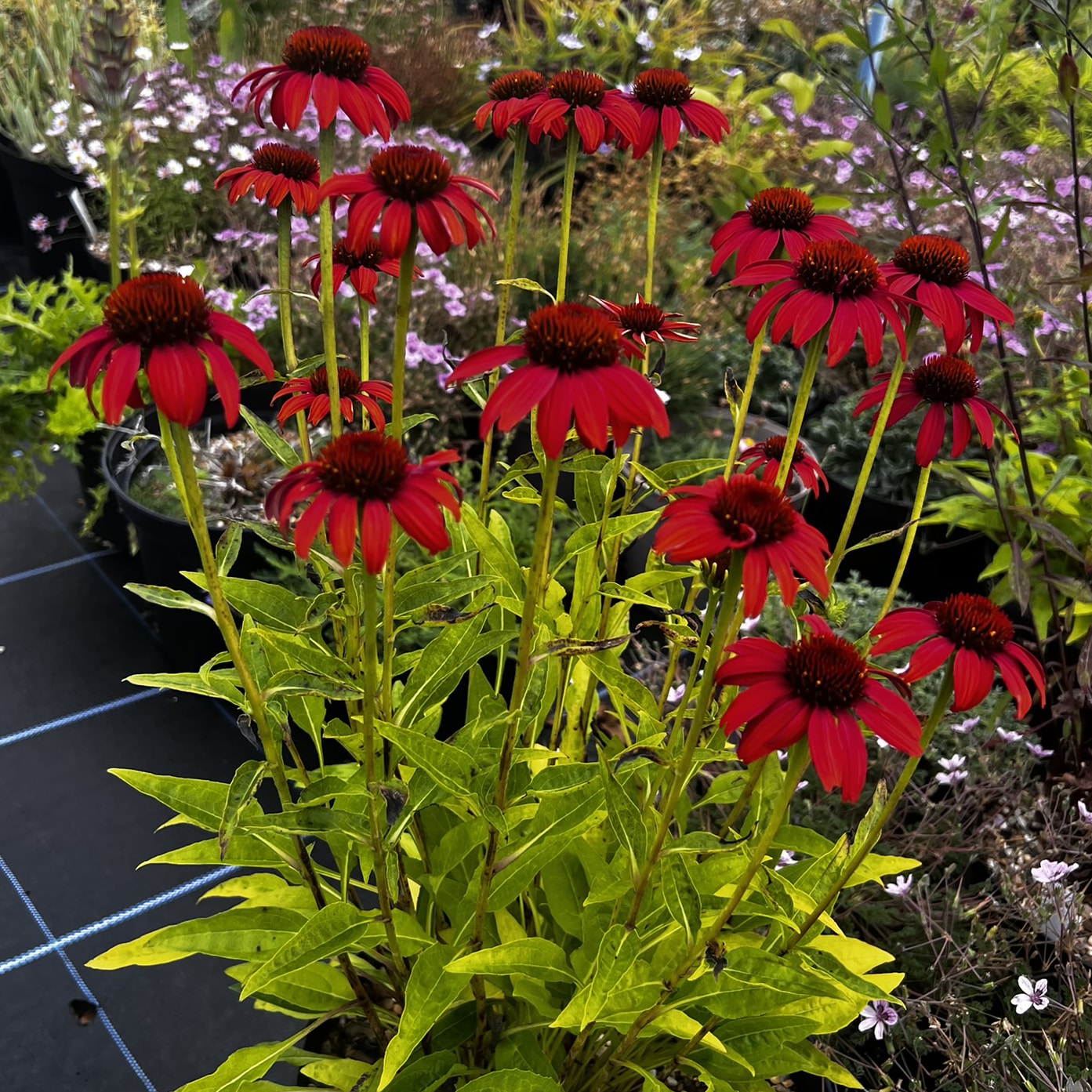 Echinacea purpurea Darcies hybrids 'Dads Gift'