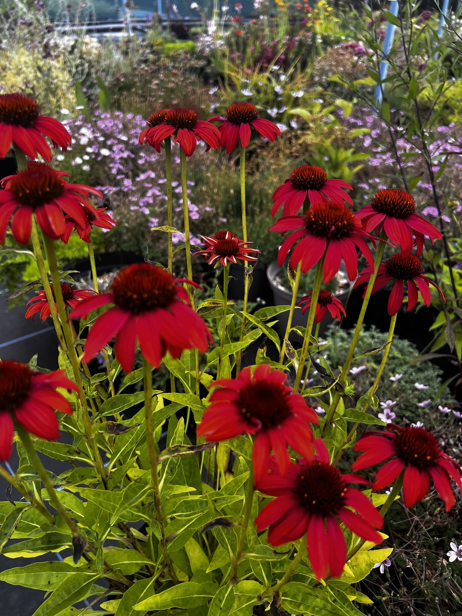 Echinacea purpurea Darcies hybrids 'Dads Gift' - Image 3