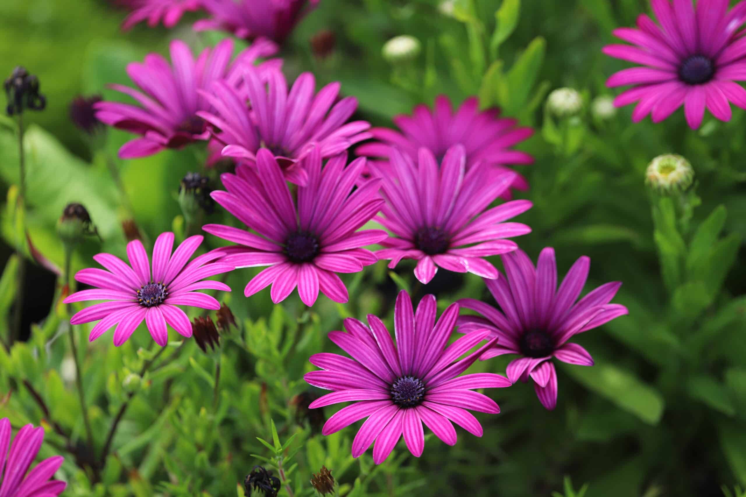 Osteospermum 'Tresco Purple' - Image 2