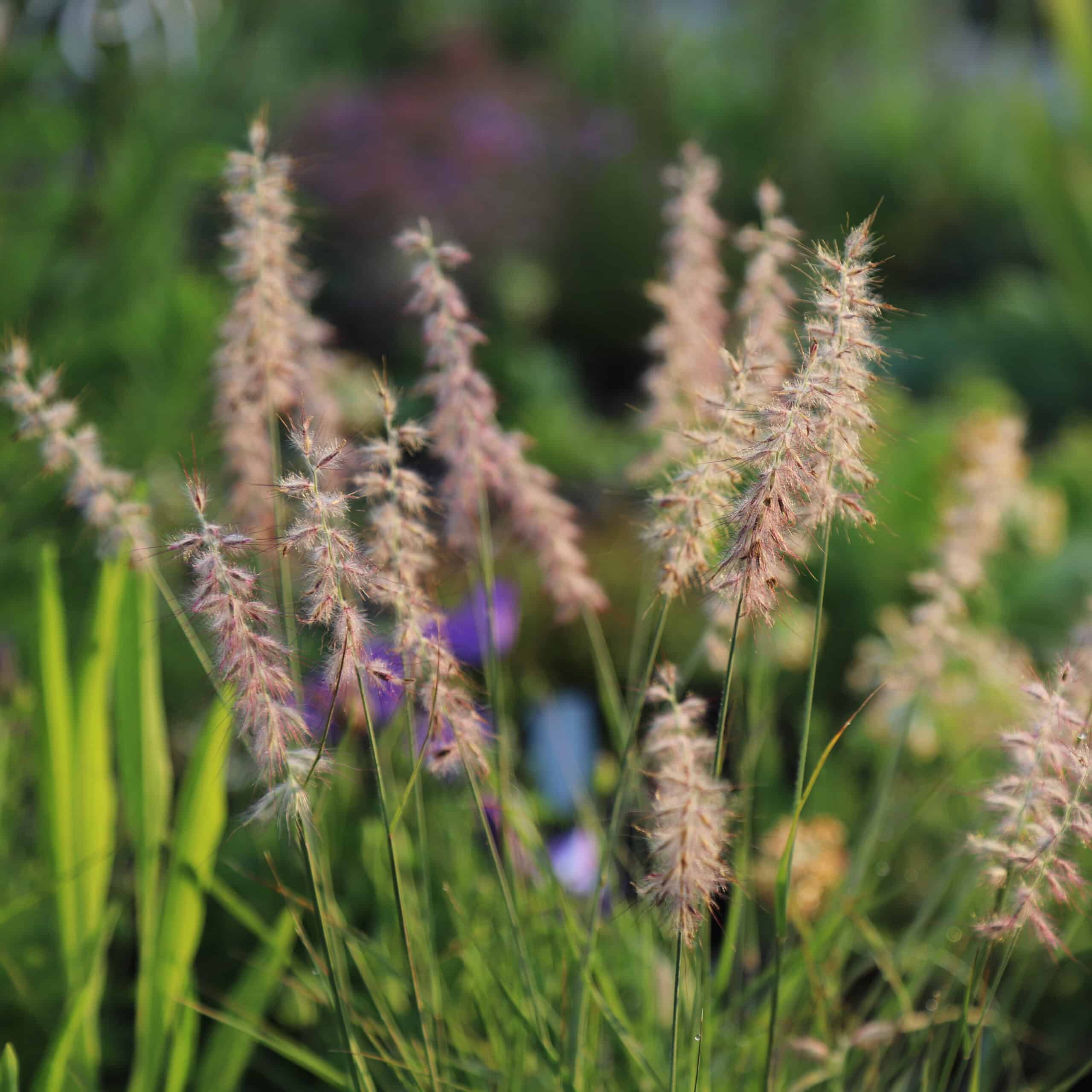 Pennisetum orientale AGM - Image 4