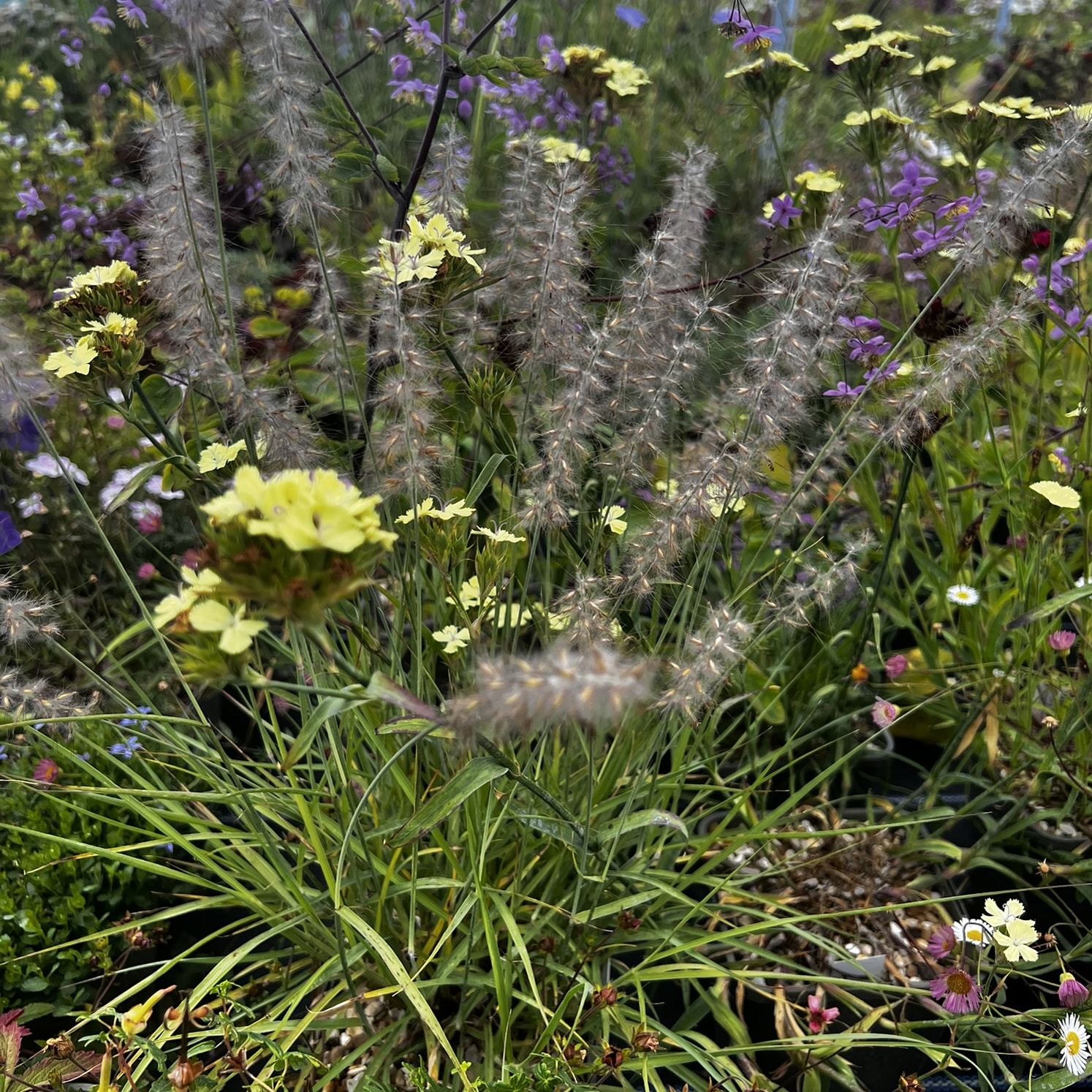 Pennisetum orientale AGM - Image 10