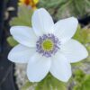 Anemone leveillei