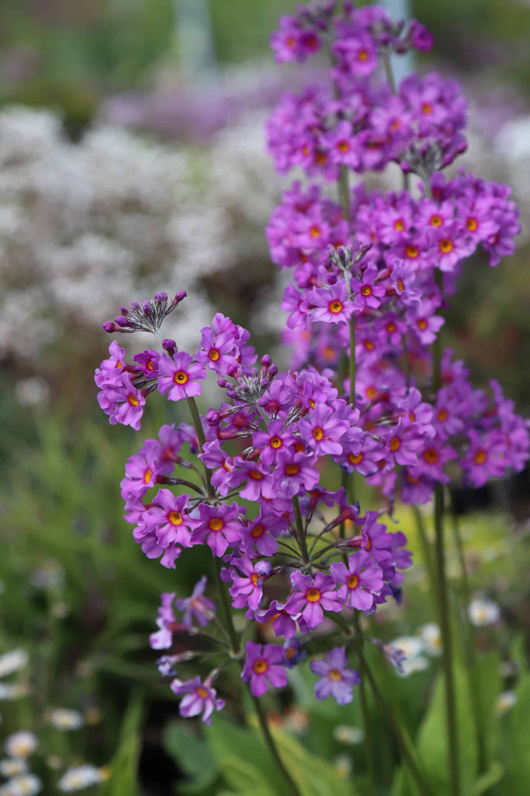 Primula Candelabra-Hybr. Harlow Carr - Image 3
