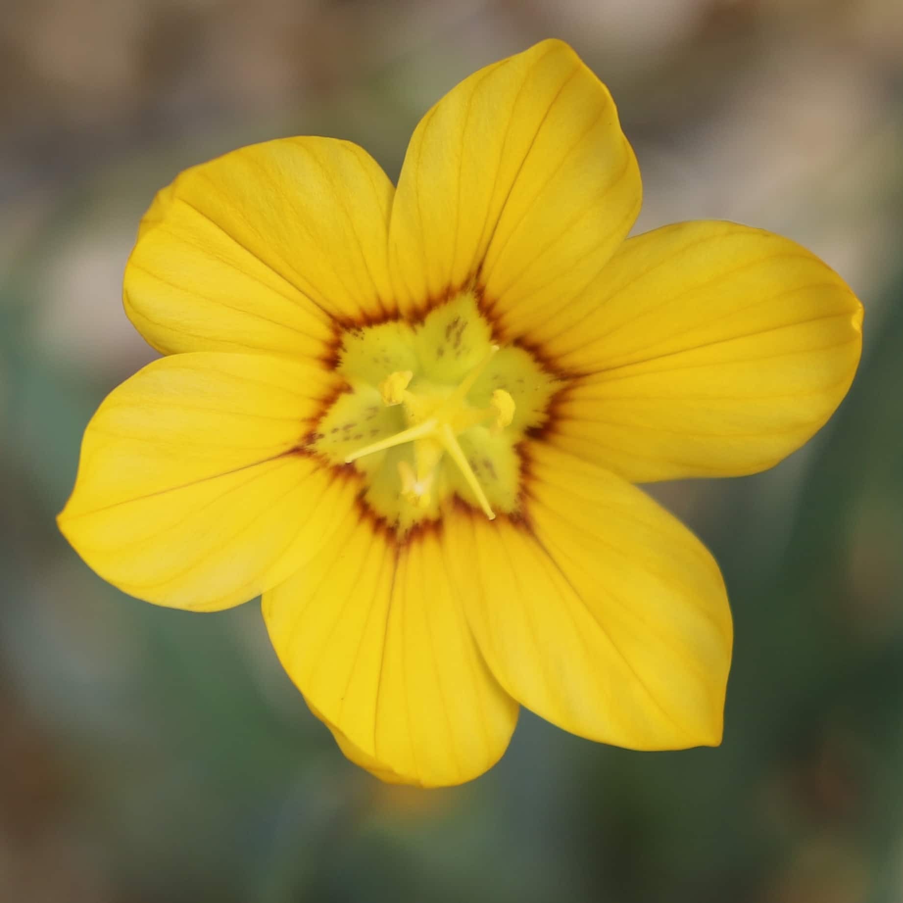 Sisyrinchium Macrocarpum