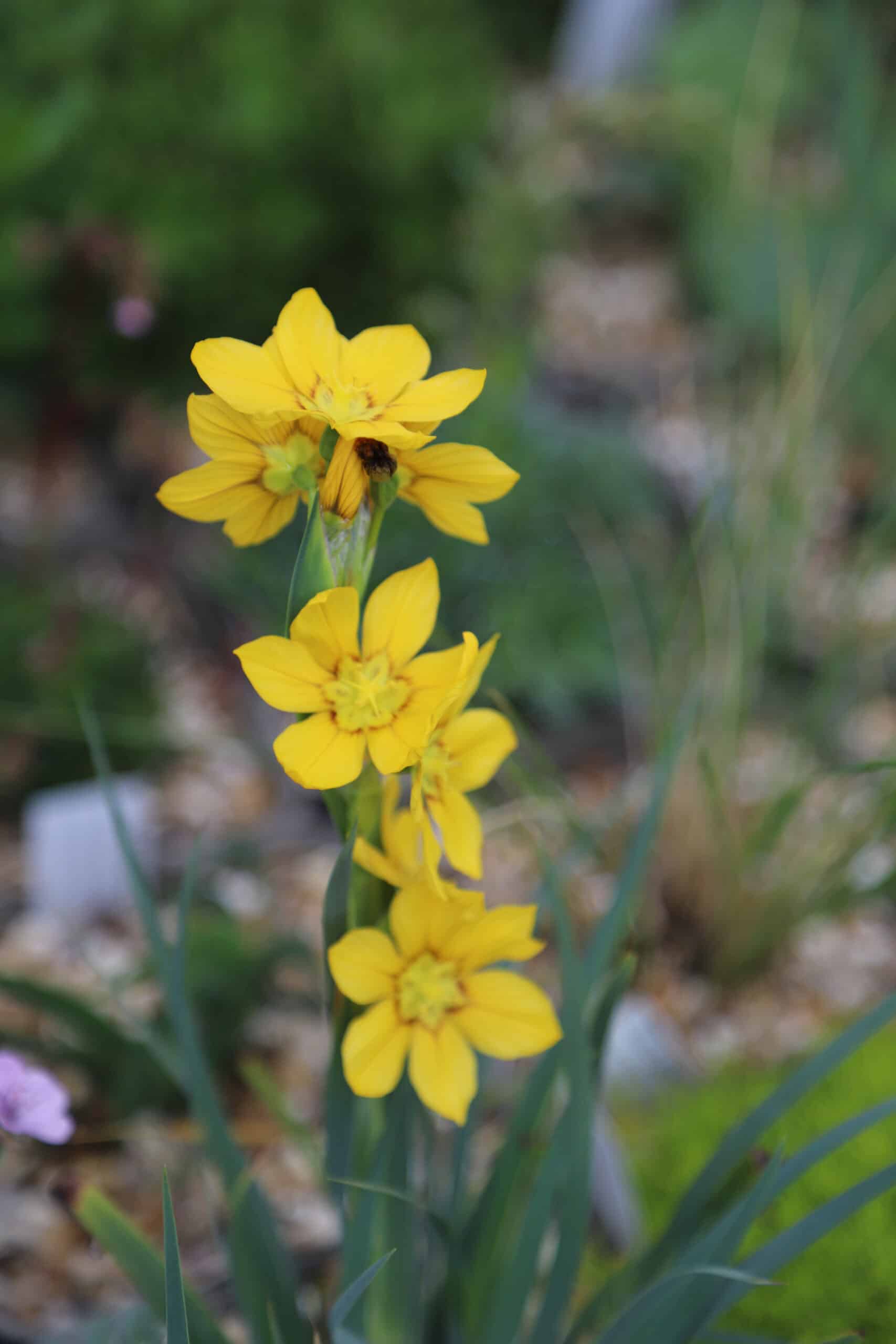 Sisyrinchium Macrocarpum - Image 6