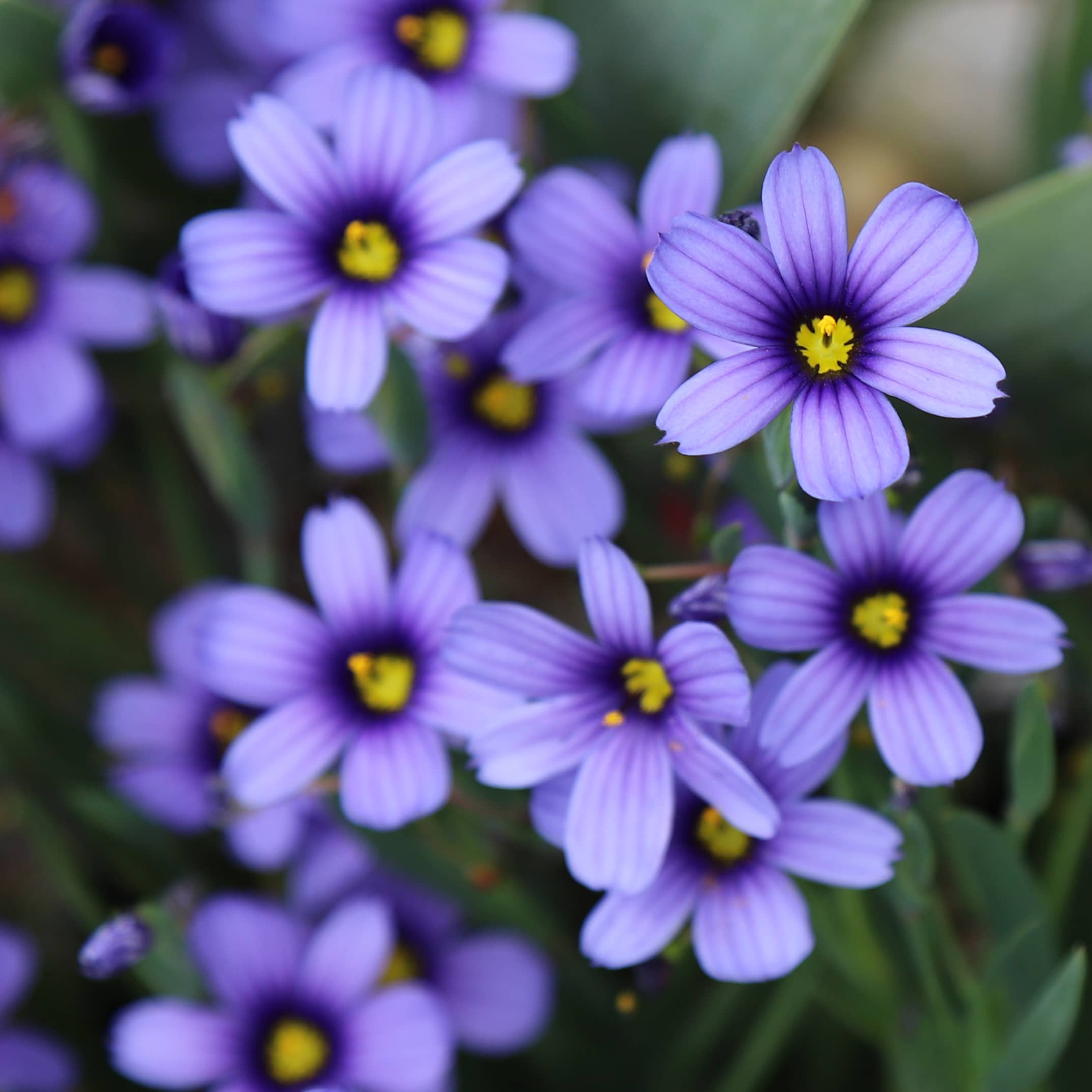 Sisyrinchium Purple Dream - Image 2