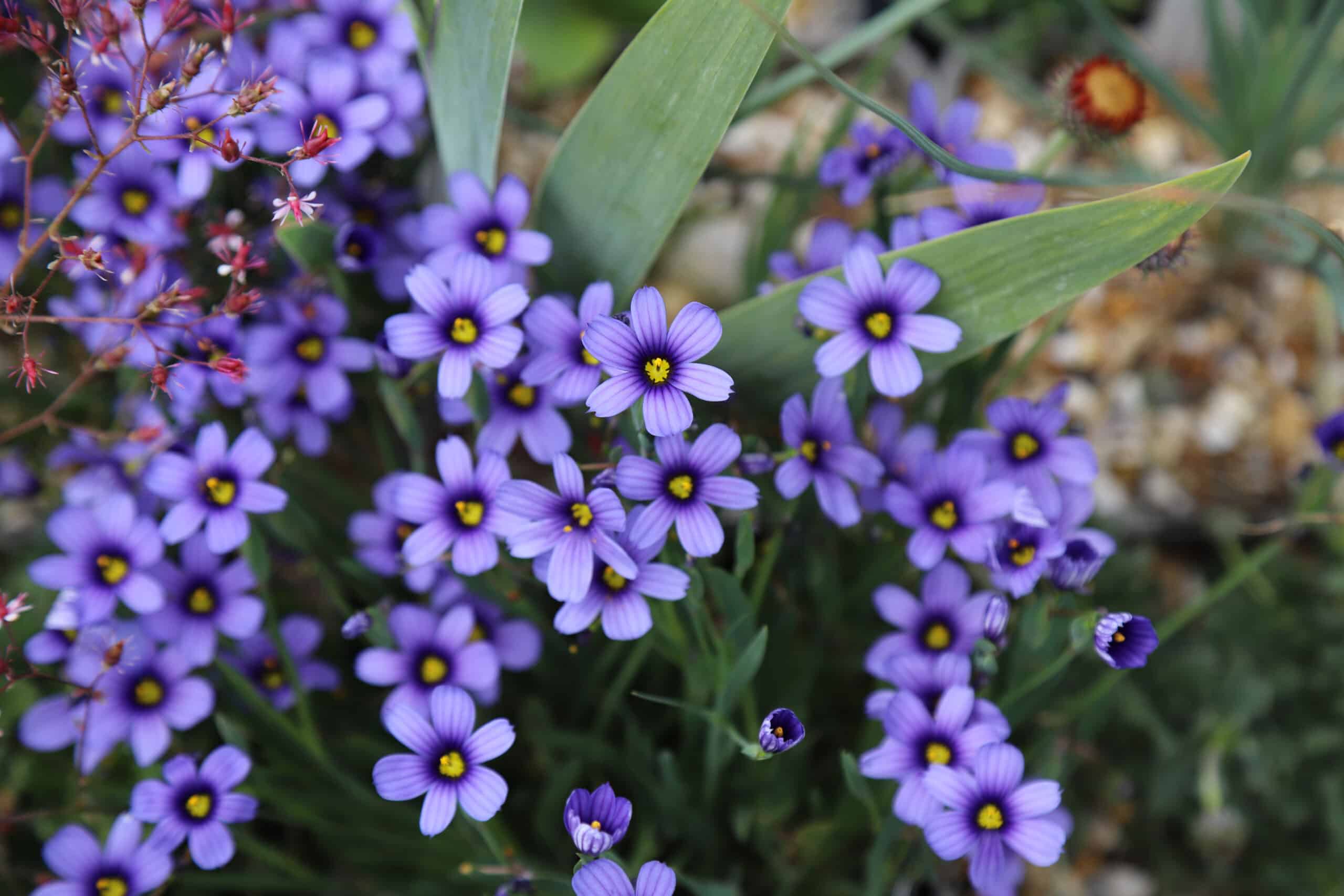Sisyrinchium Purple Dream - Image 3