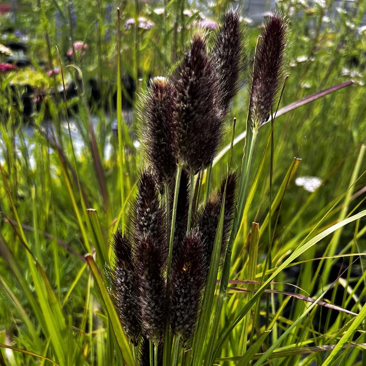Pennisetum thunbergii