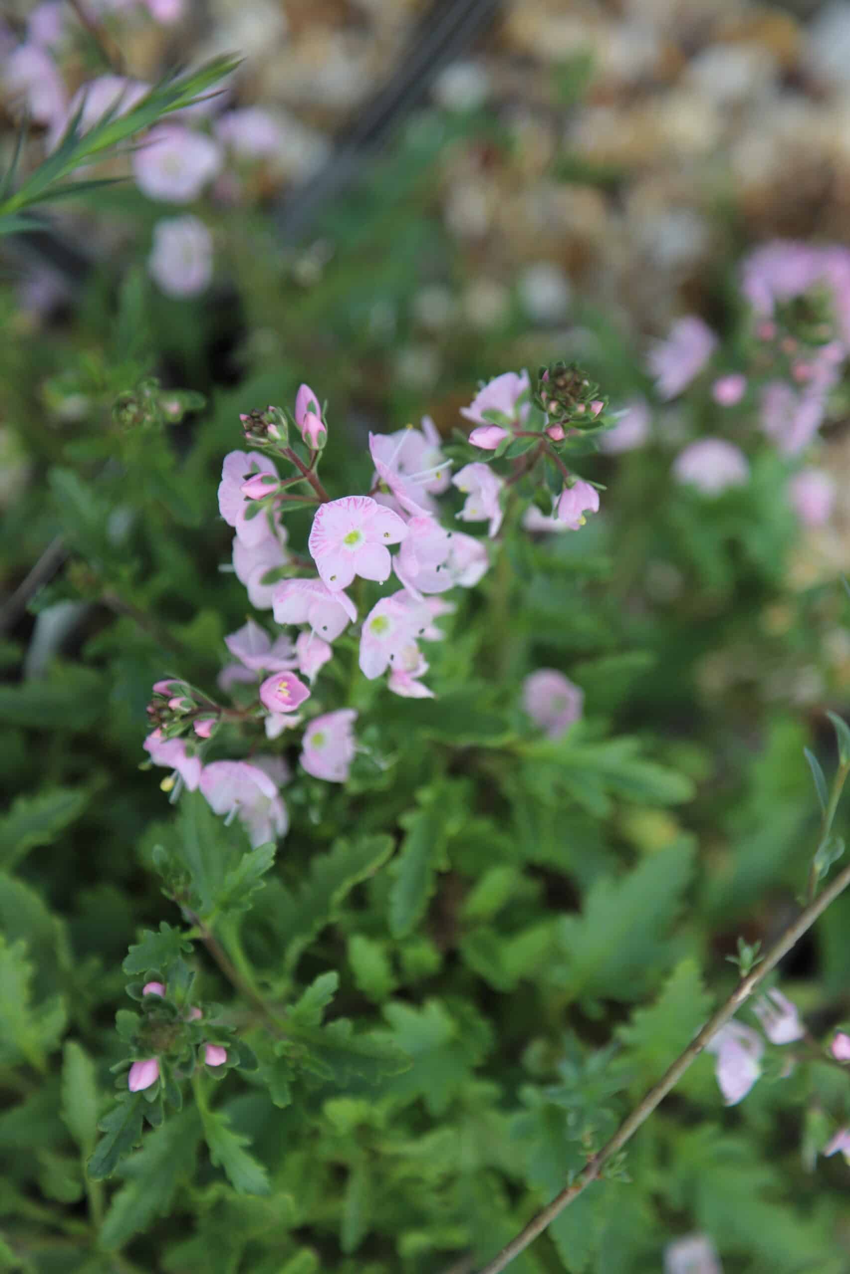 Veronica schmidtiana nana - Image 2