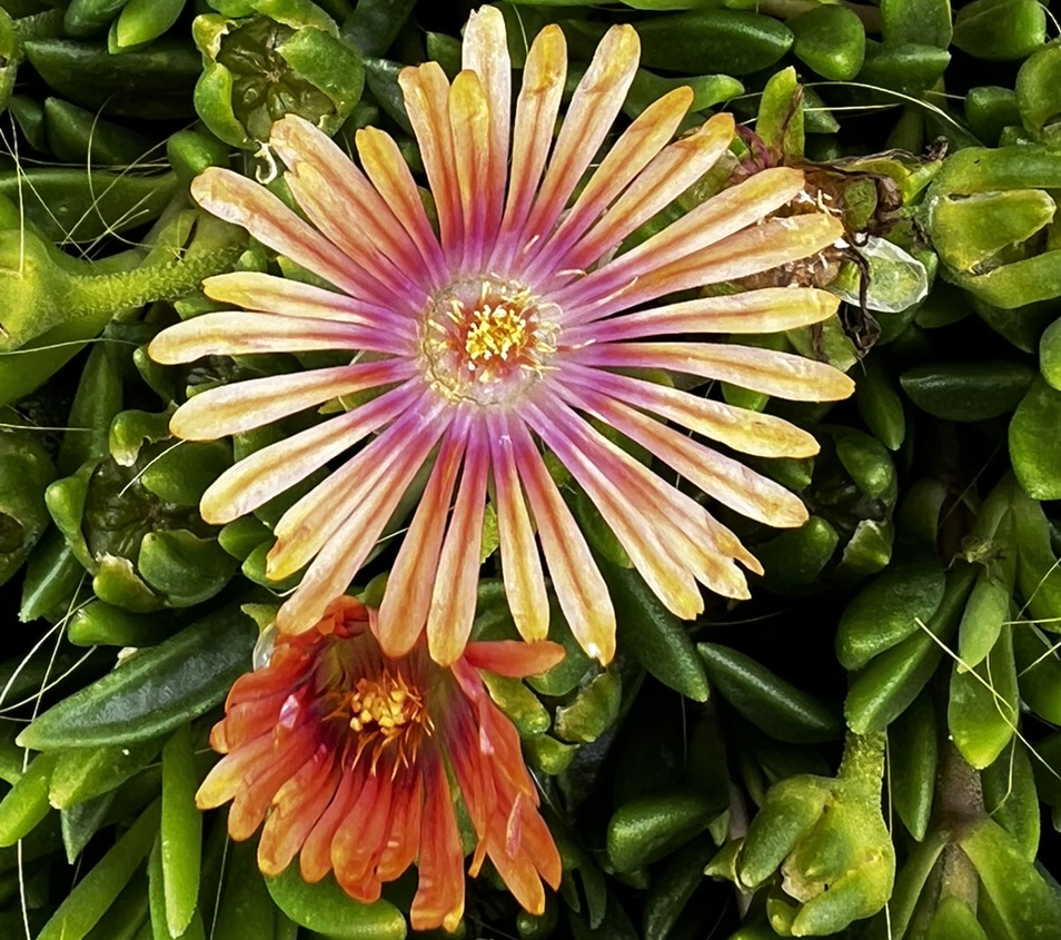 Delosperma 'Pink Sherbet'