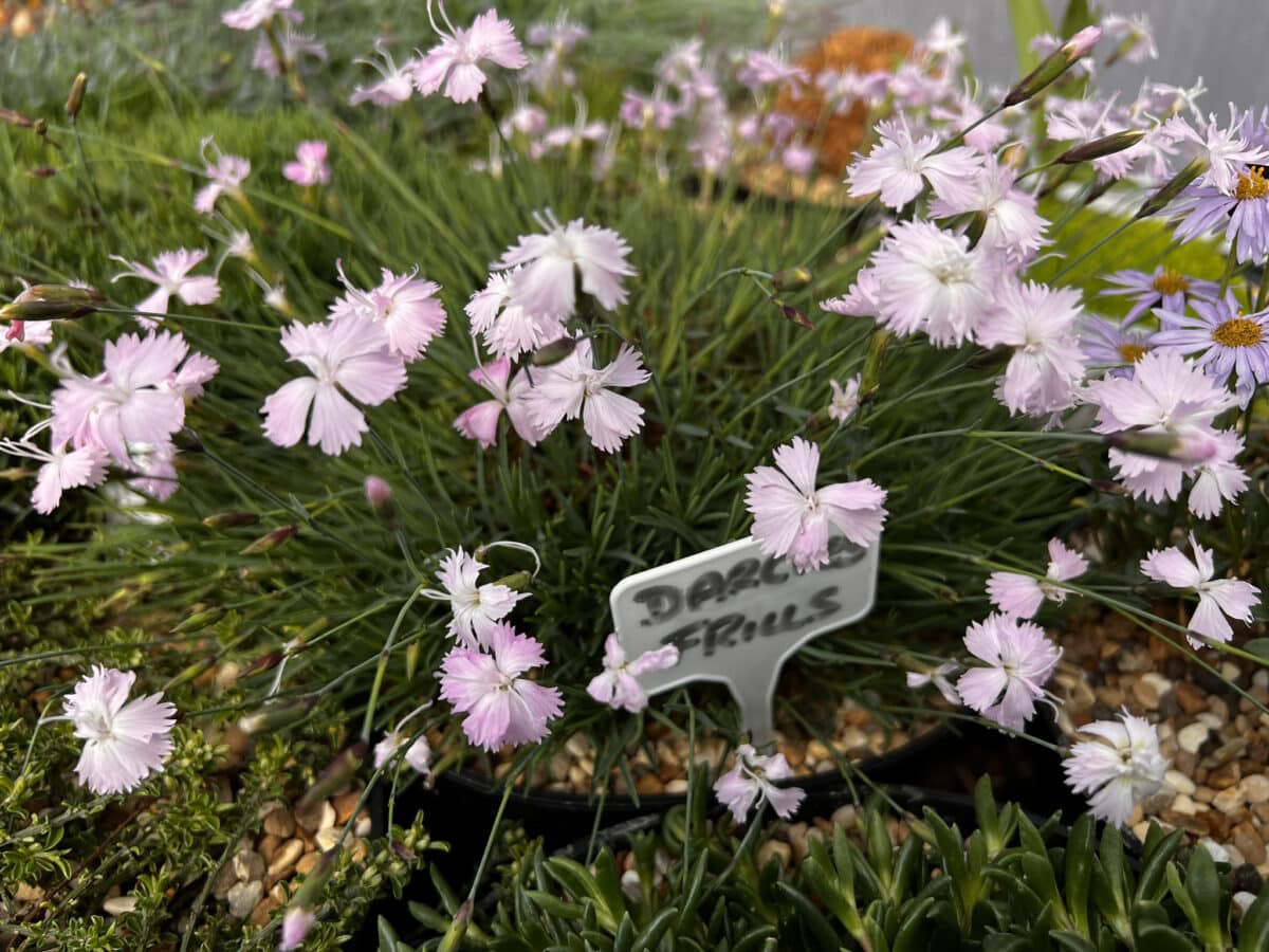 Dianthus Darcies Frills - D'arcy And Everest