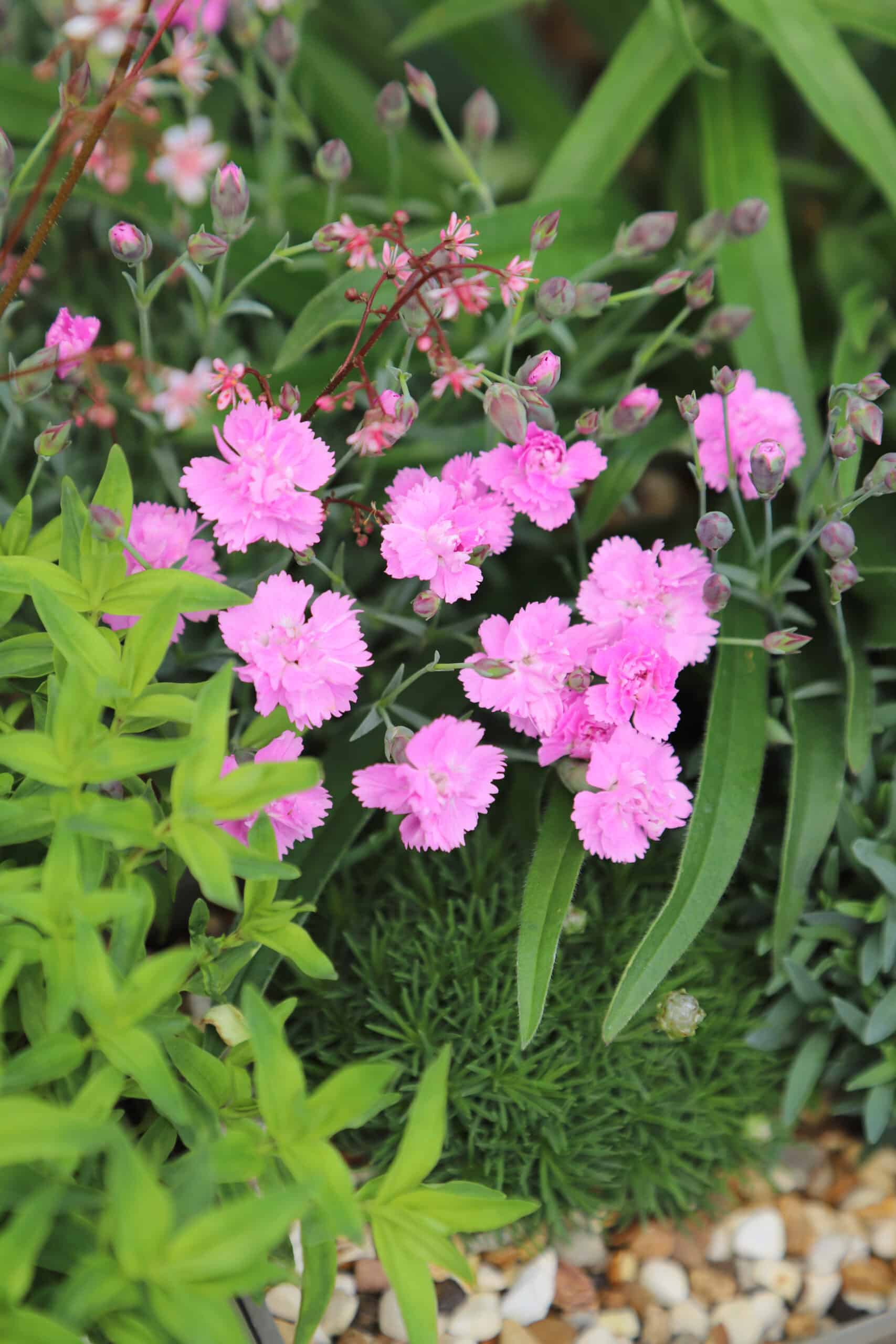 Dianthus 'Darcies Pink Supreme' - Image 2