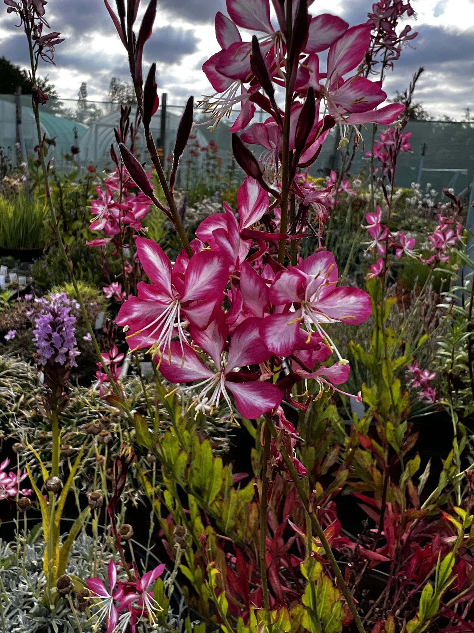 Gaura Darcies Red - Image 5