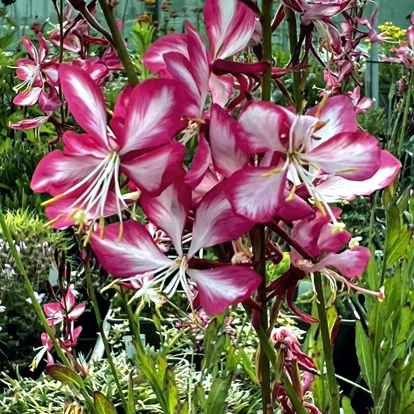 Gaura Darcies Red - Image 6