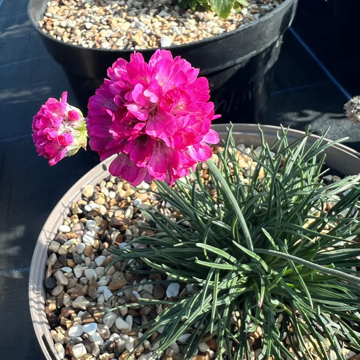 Armeria caespitosa 'Darcies Pink' - D'arcy and Everest