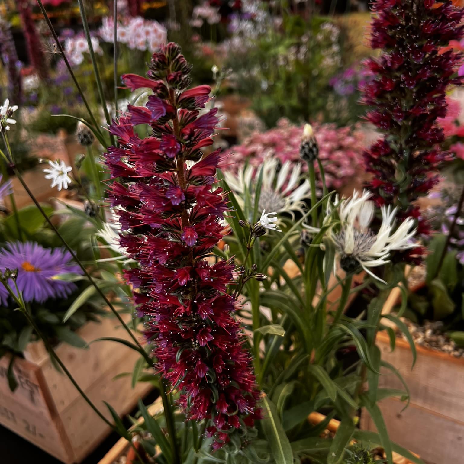 Echium russicum f. nanum 'Red Feathers' - Image 5