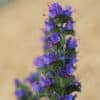 Echium vulgare
