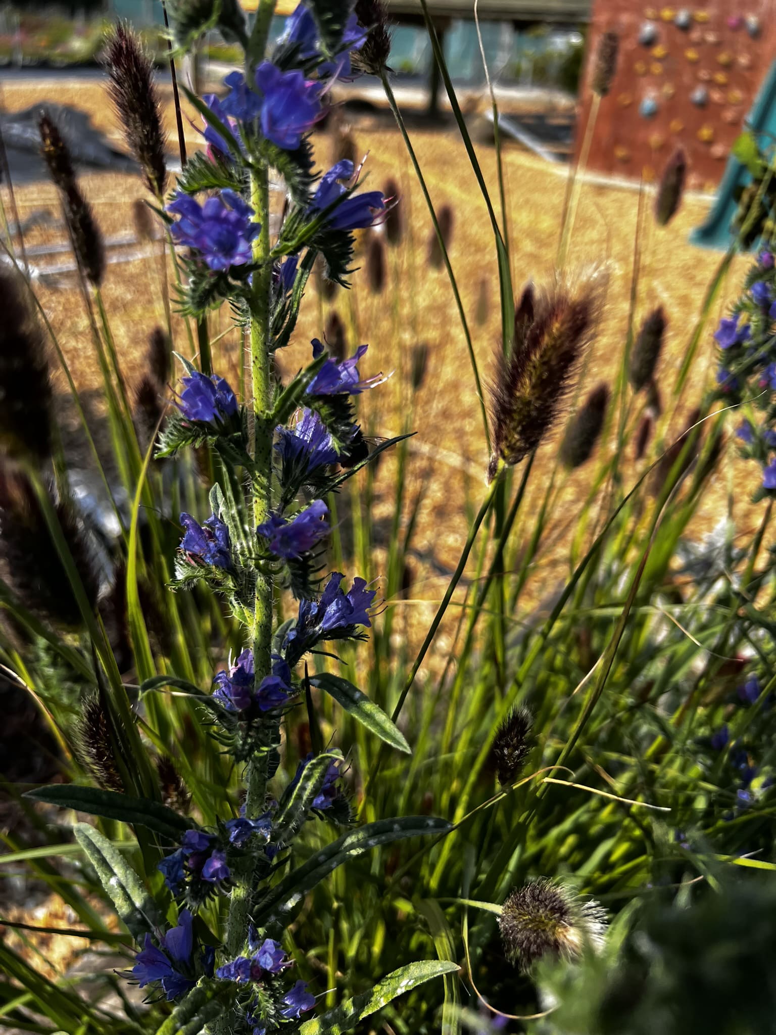 Echium vulgare - Image 2