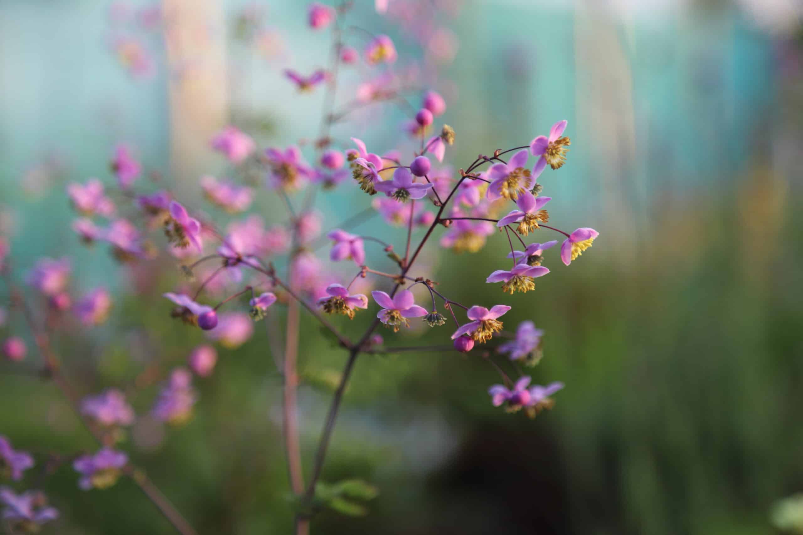 Thalictrum delavayi - Image 4