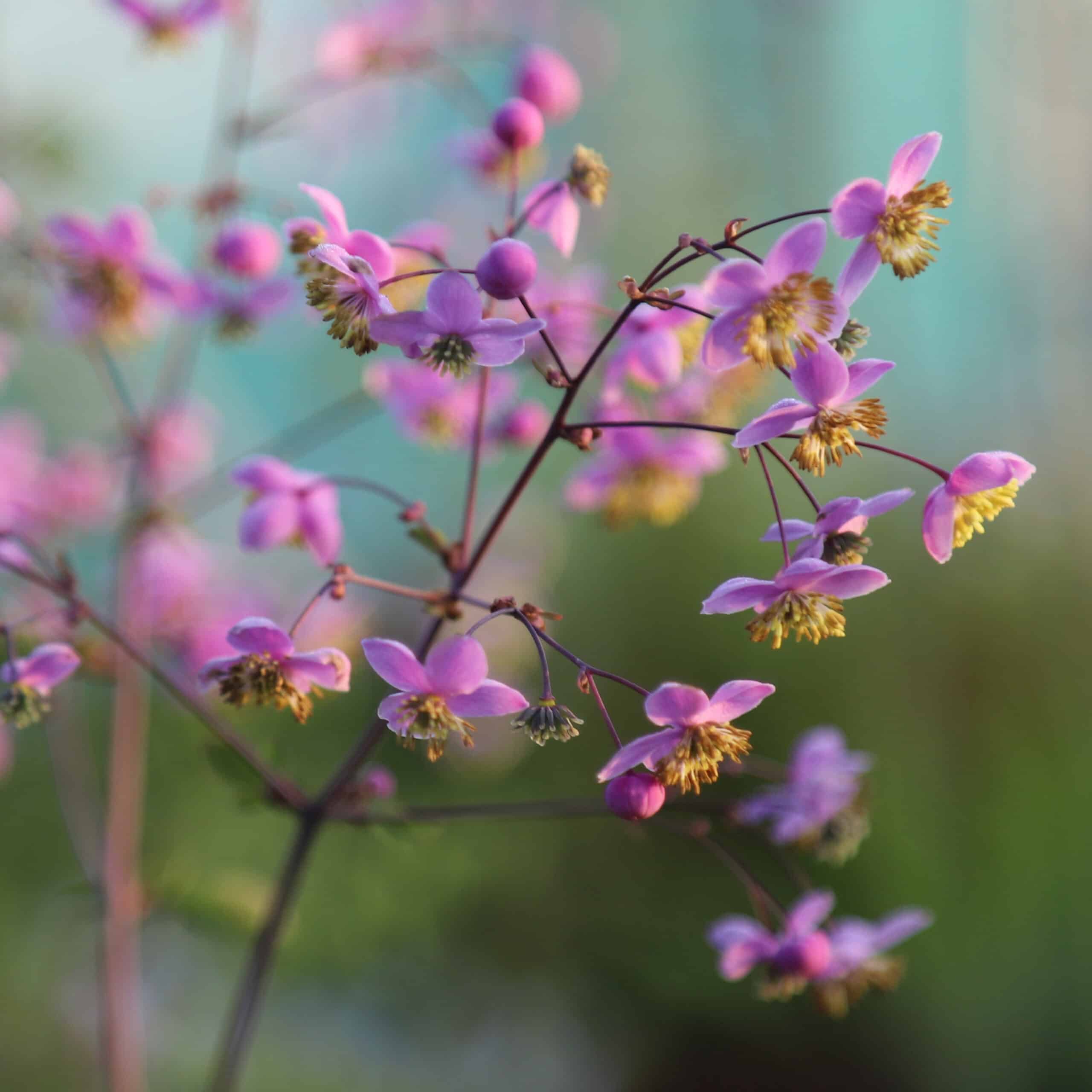 Thalictrum delavayi