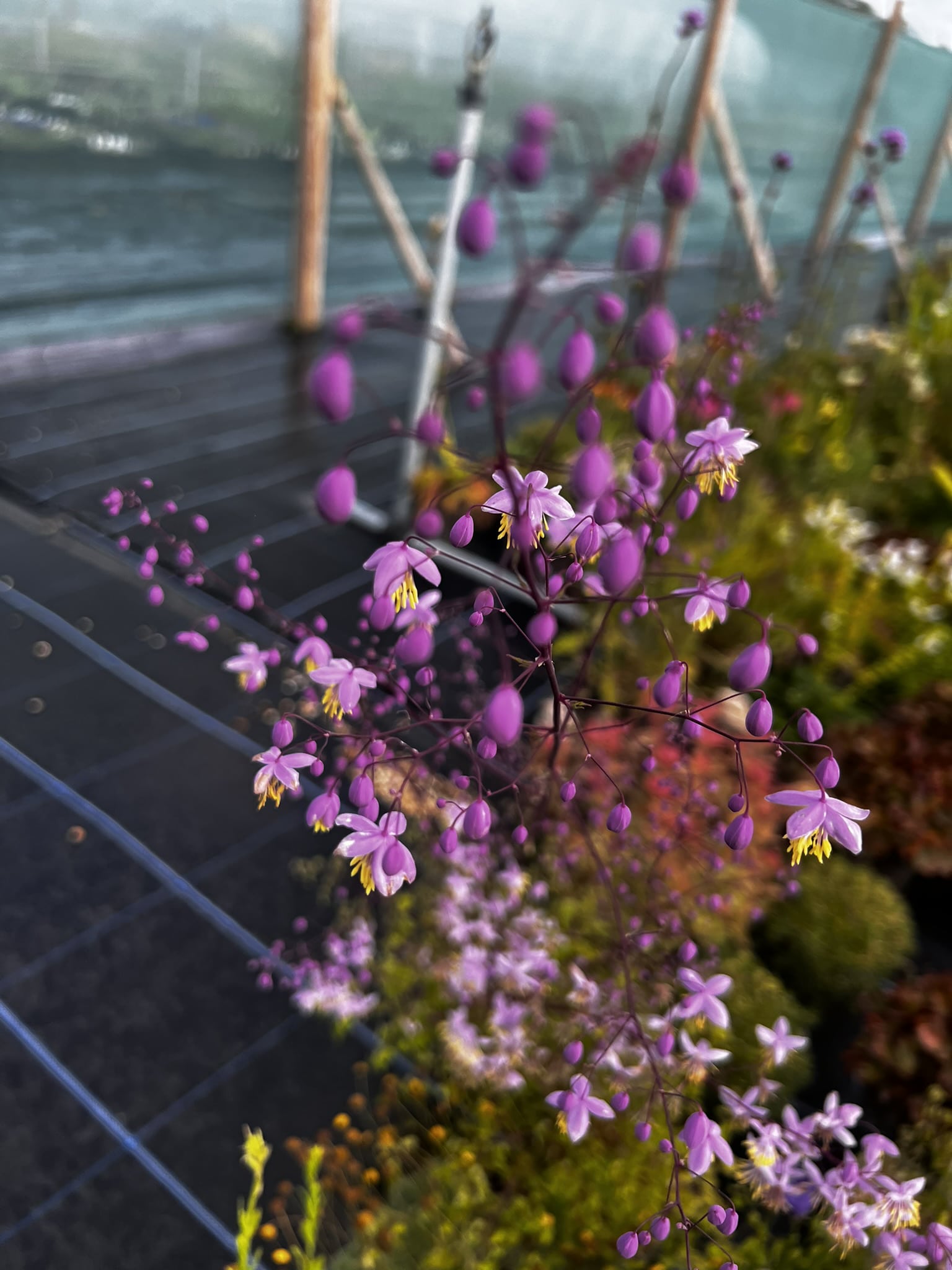 Thalictrum delavayi - Image 6