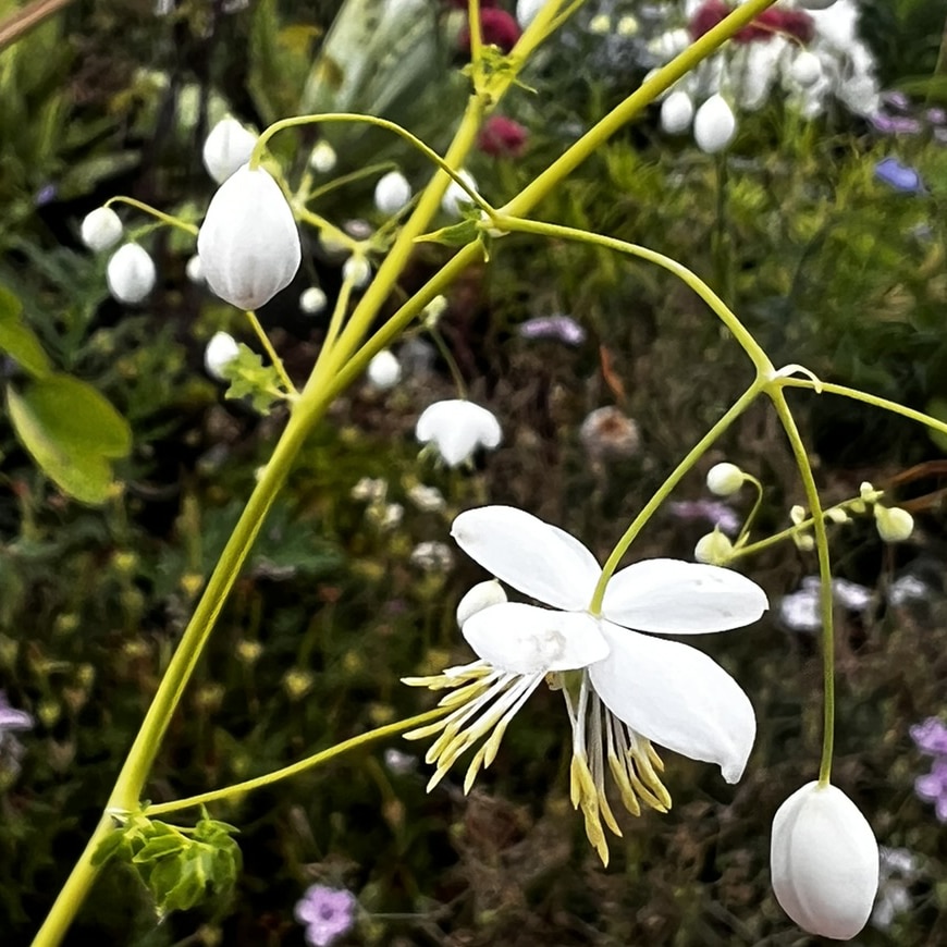 Thalictrum delavayi alba