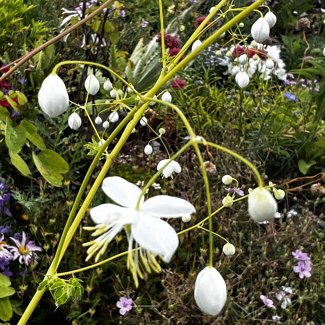 Thalictrum delavayi alba - Image 2