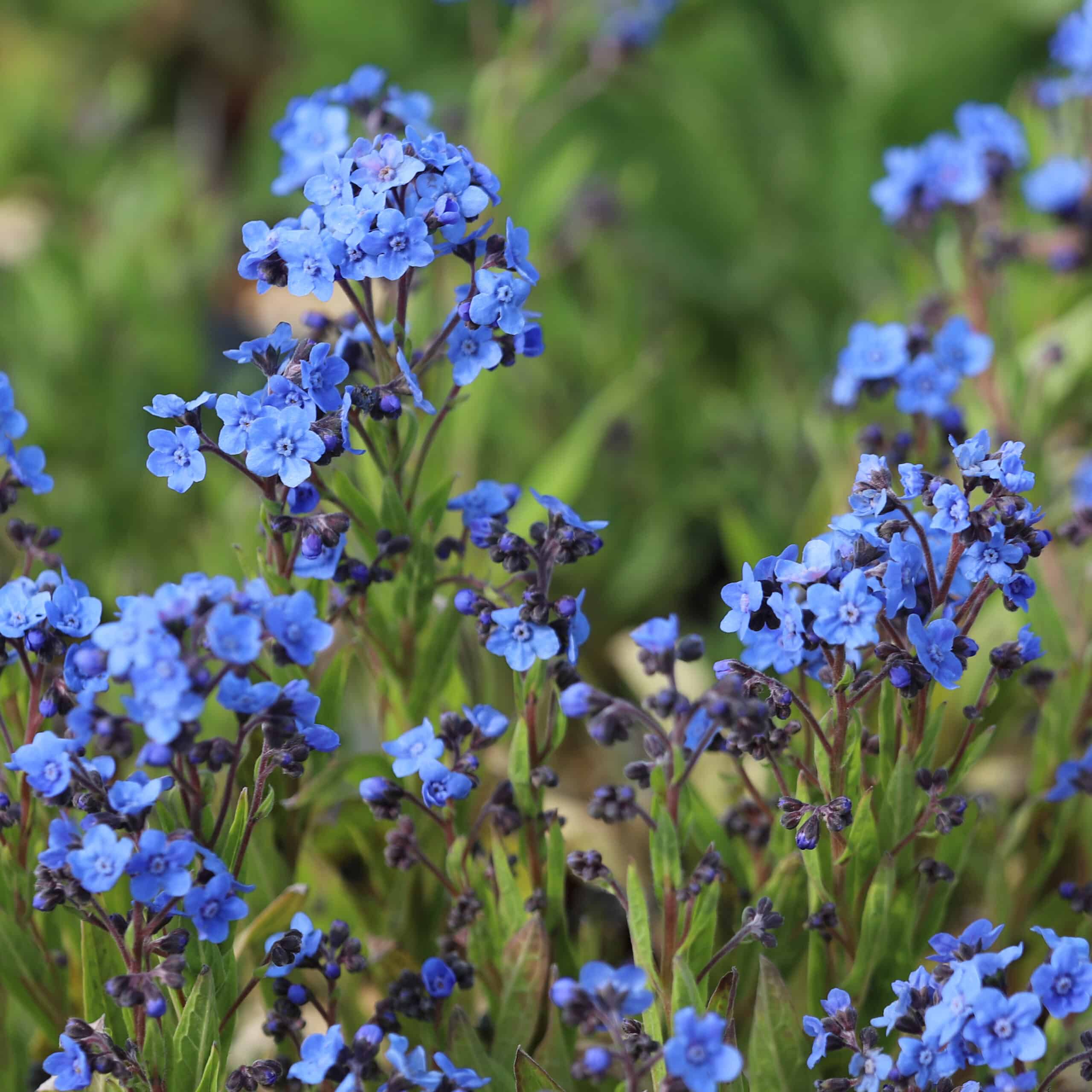 Eritrichium Canum-Hybr. 'Baby Blues' - Image 2
