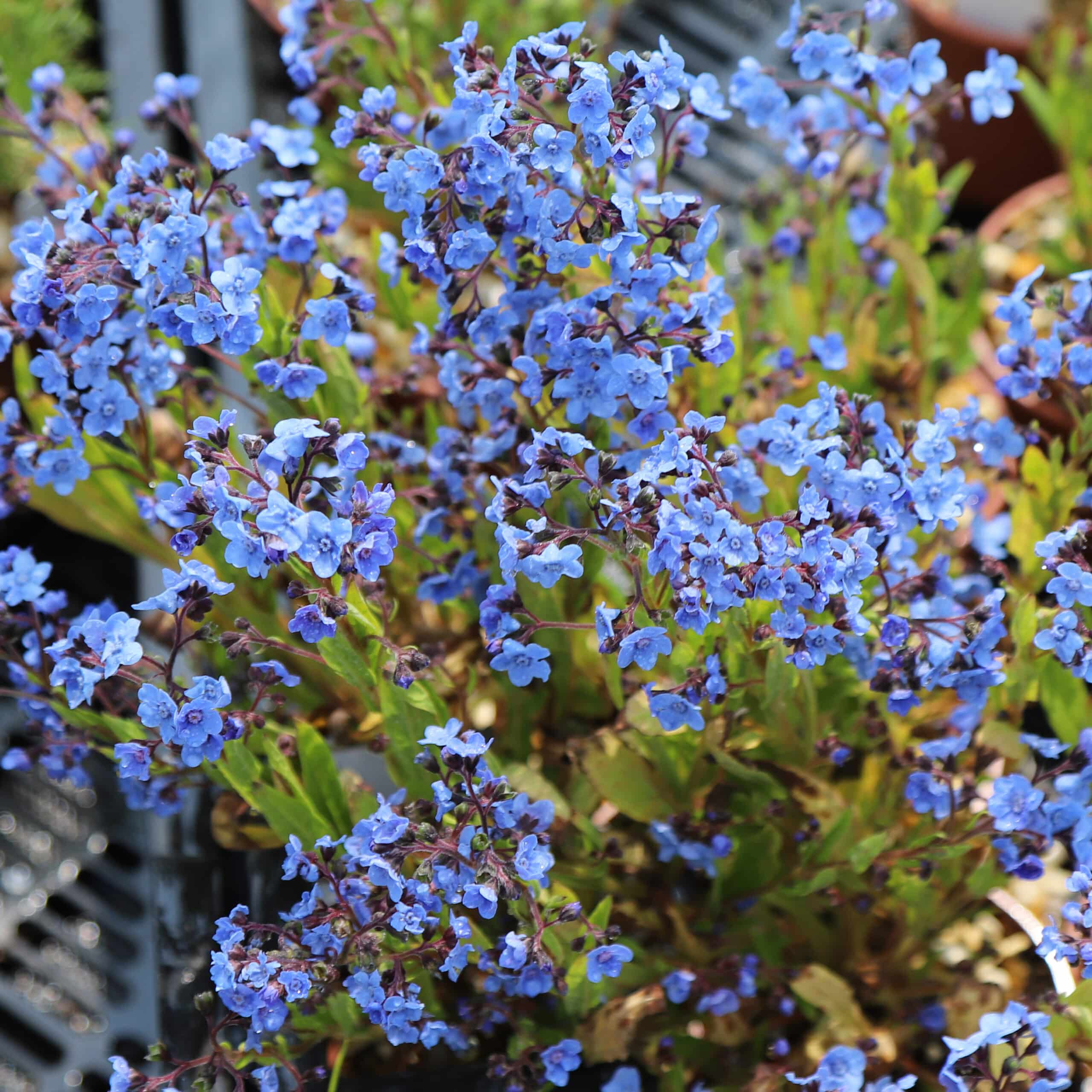 Eritrichium Canum-Hybr. 'Baby Blues' - Image 3