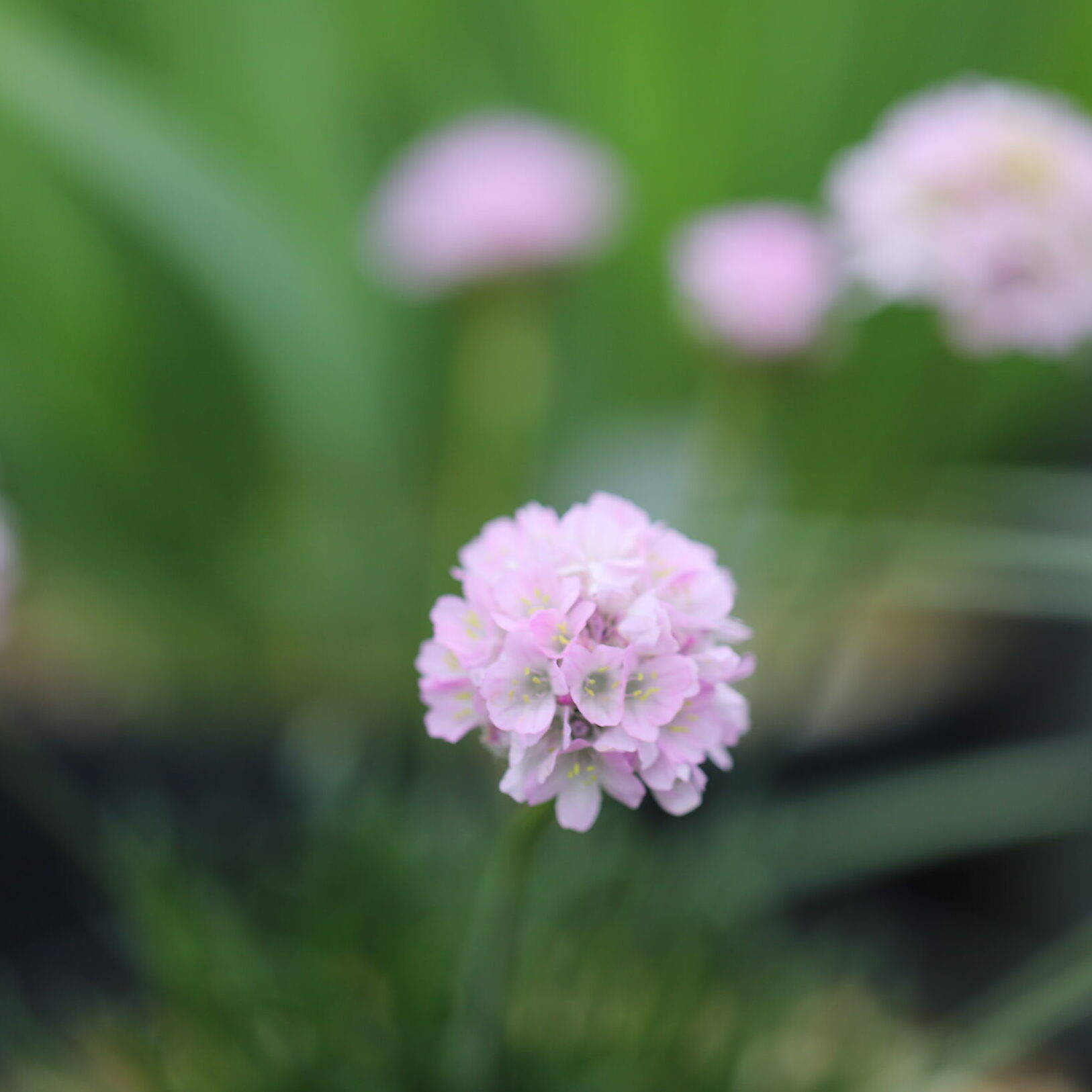 Armeria caespitosa 'Darcies Pale Pink'