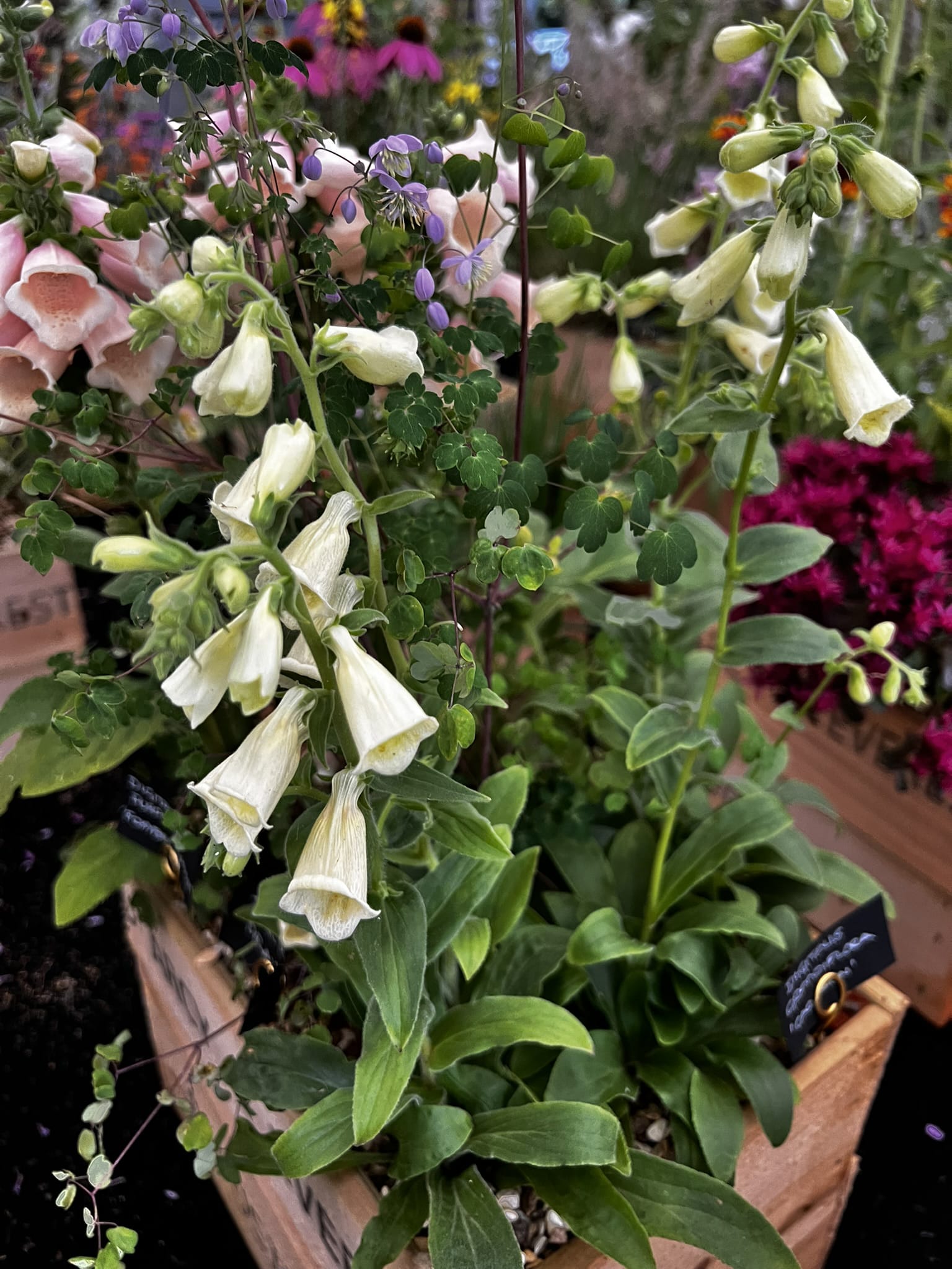 Digitalis purpurea f. albiflora - Image 4