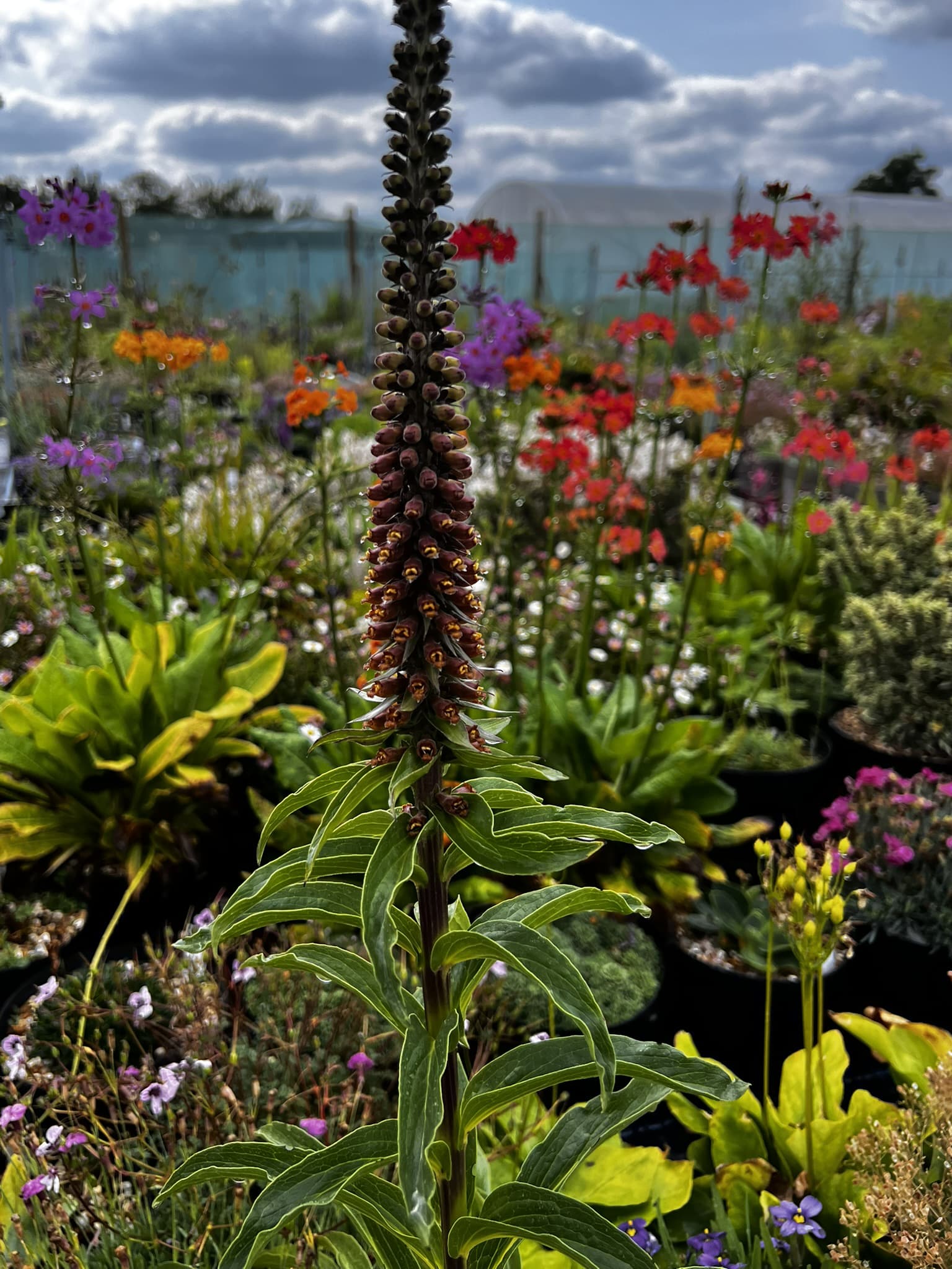 Digitalis parviflora - Image 2