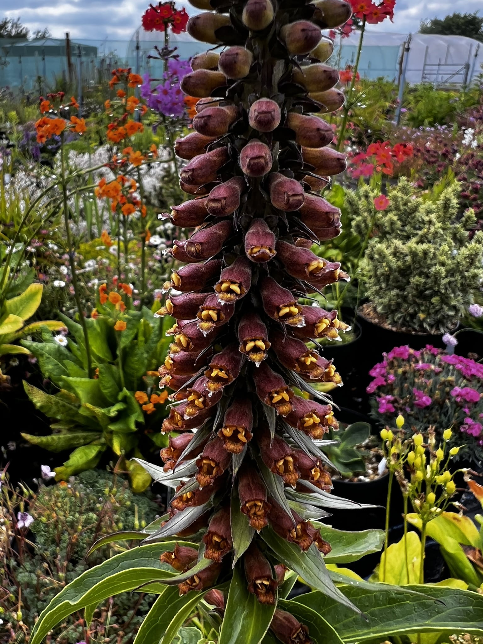 Digitalis parviflora