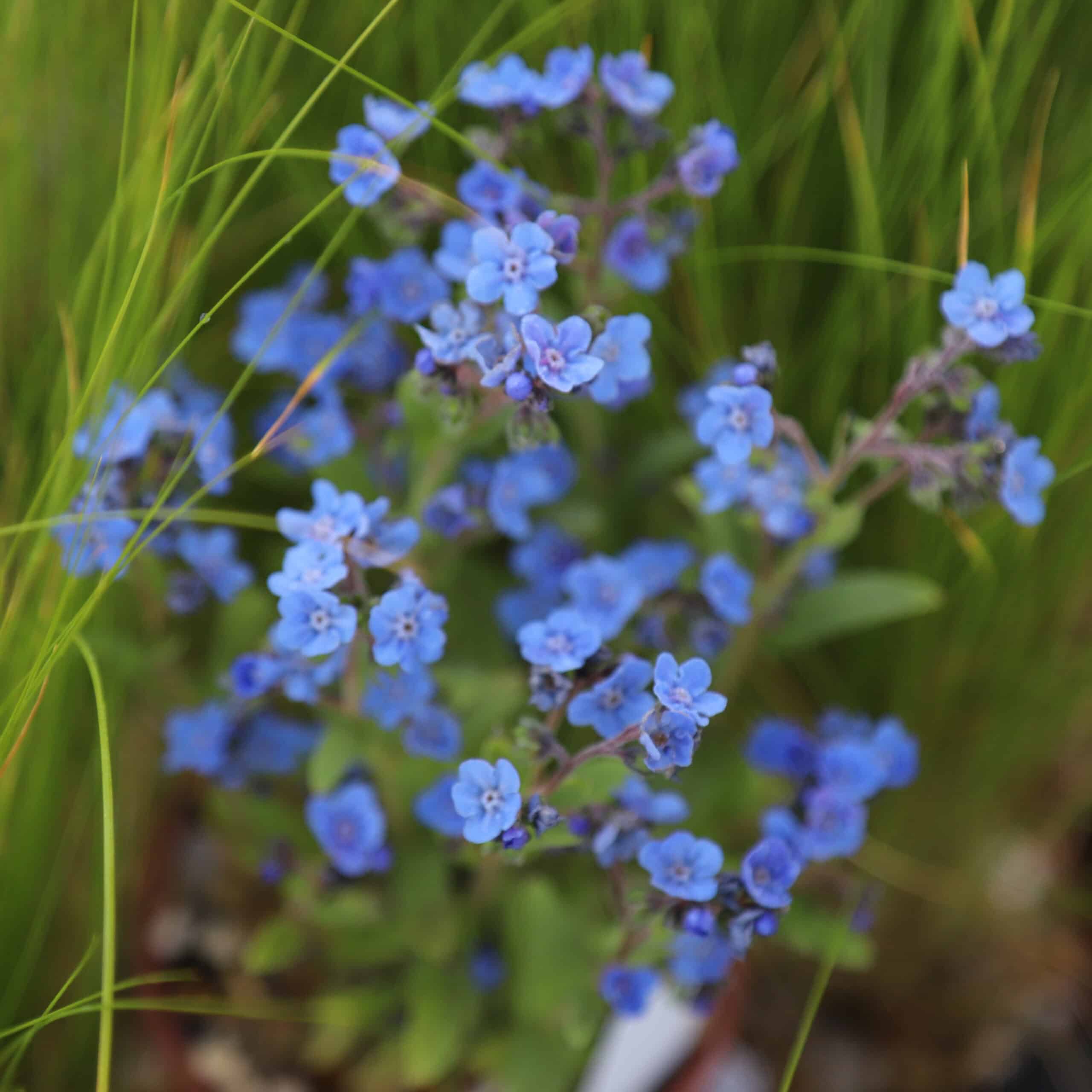 Eritrichium Canum-Hybr. 'Baby Blues'
