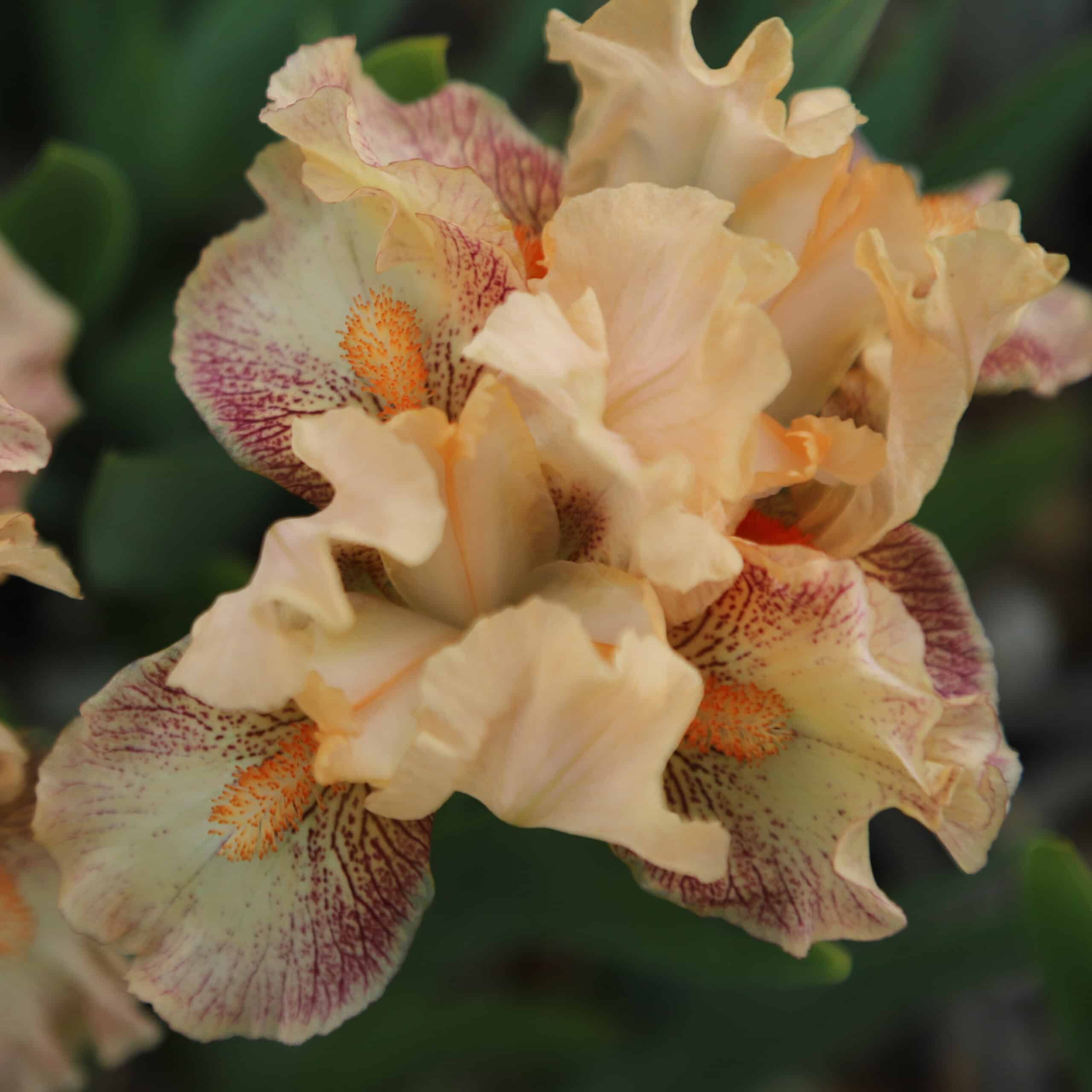 Iris Music - Image 4