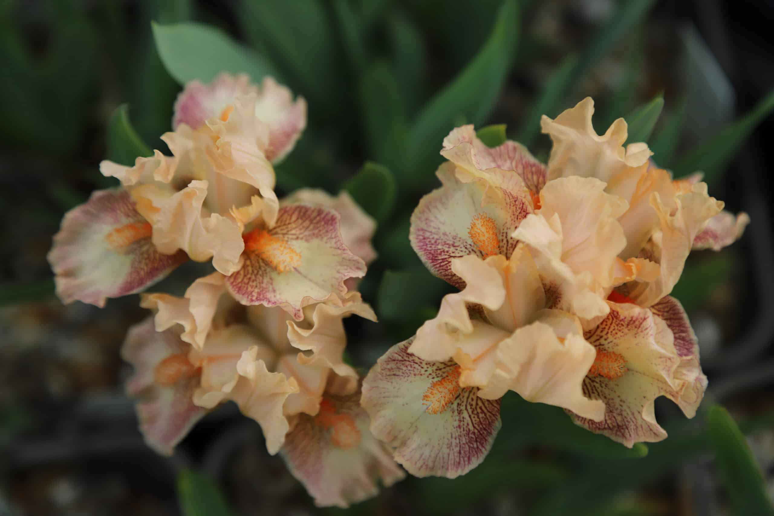 Iris Music - Image 2