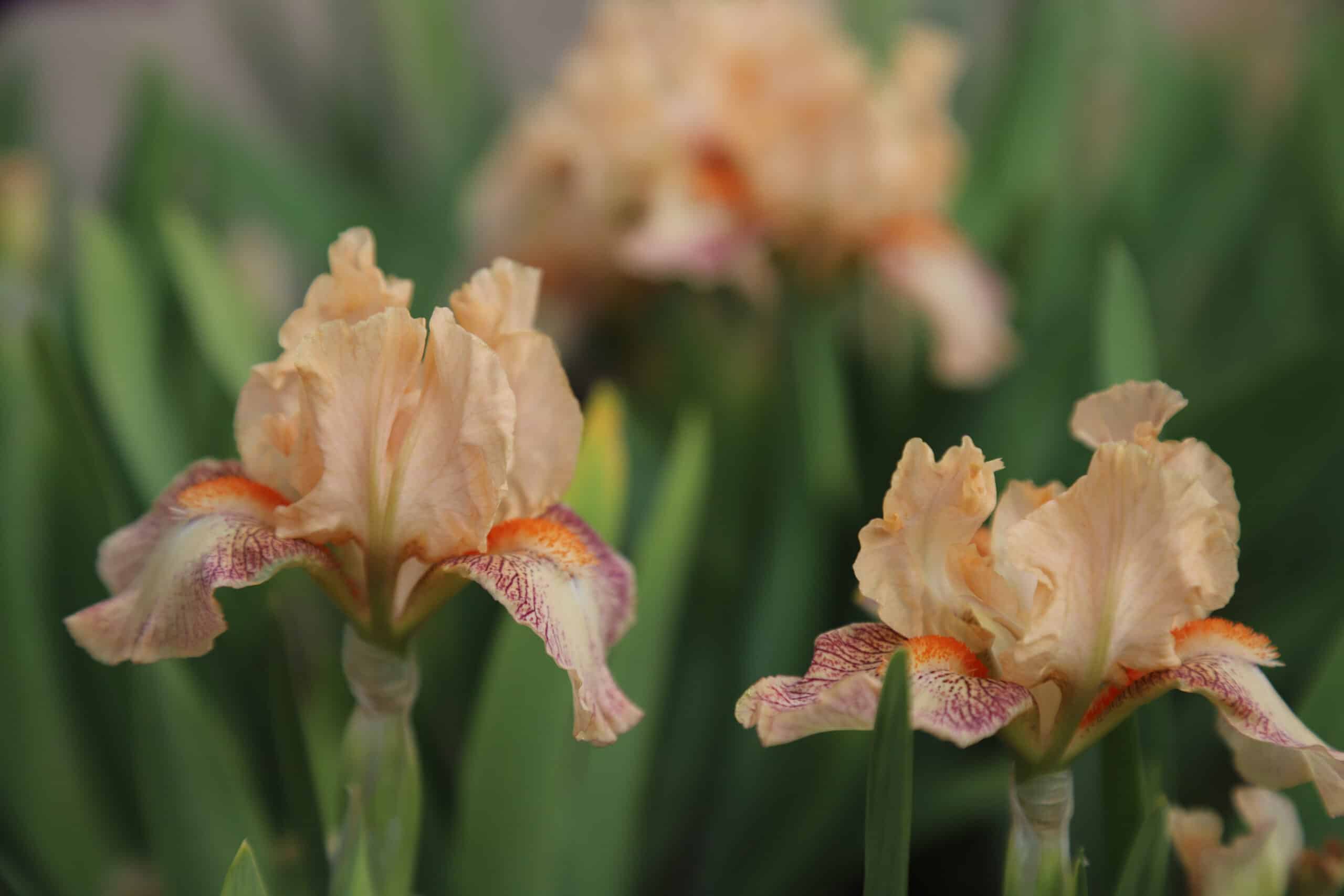 Iris Music - Image 3