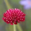 Knautia macedonica Mars Midget (Scabiosa rumelica)