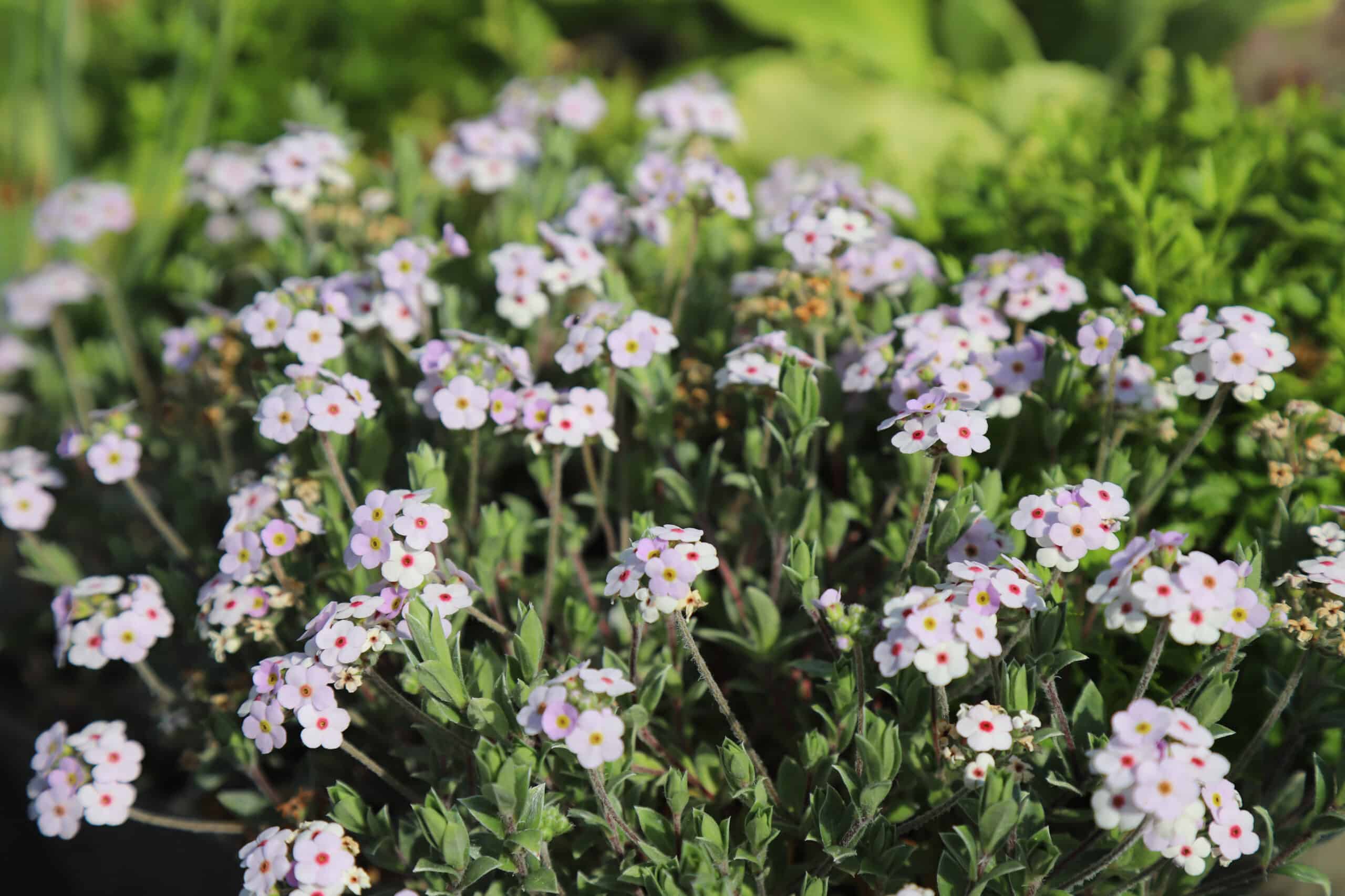 Androsace Lanuginosa AGM - Image 7