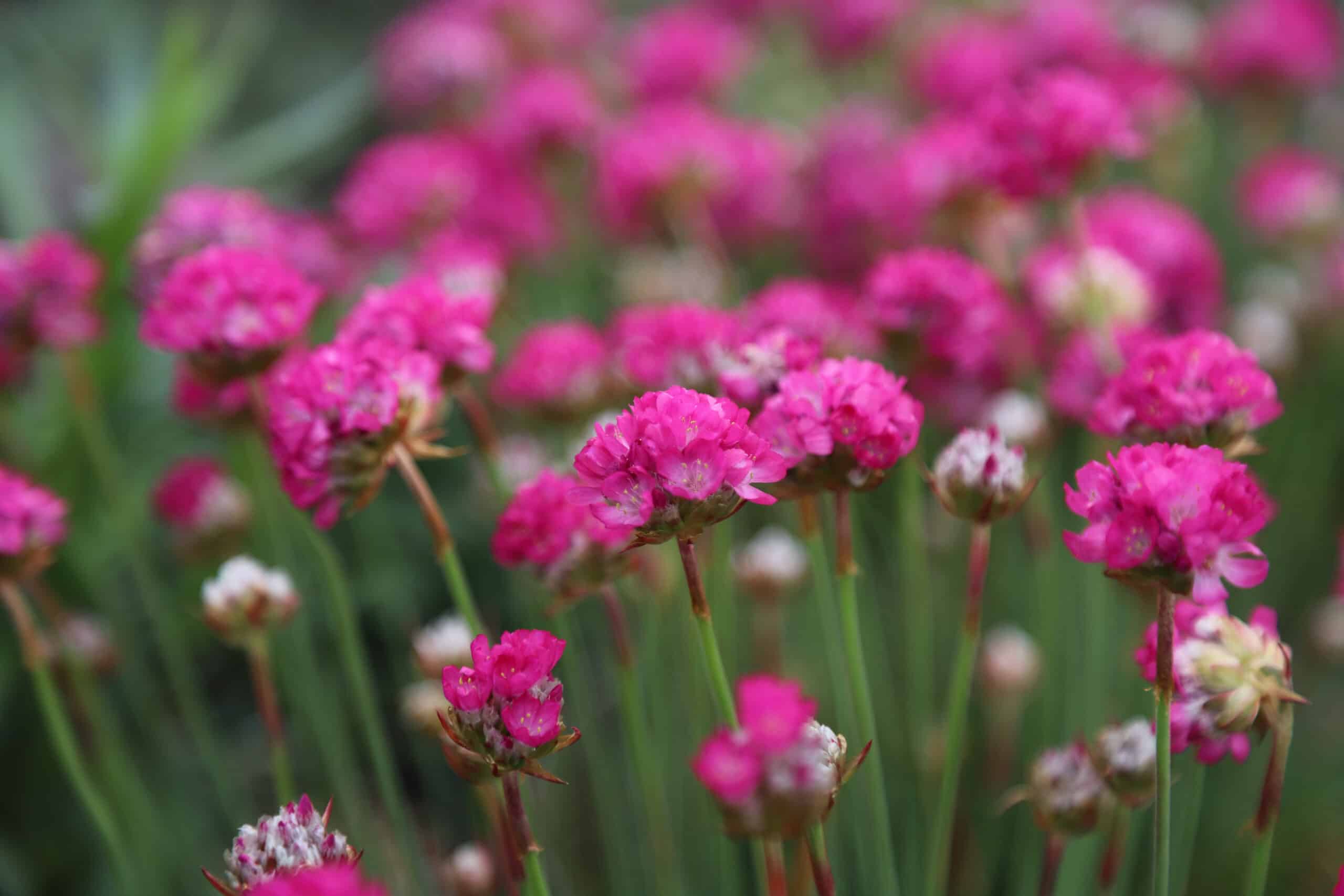 Armeria caespitosa 'Darcies Pink' - Image 3